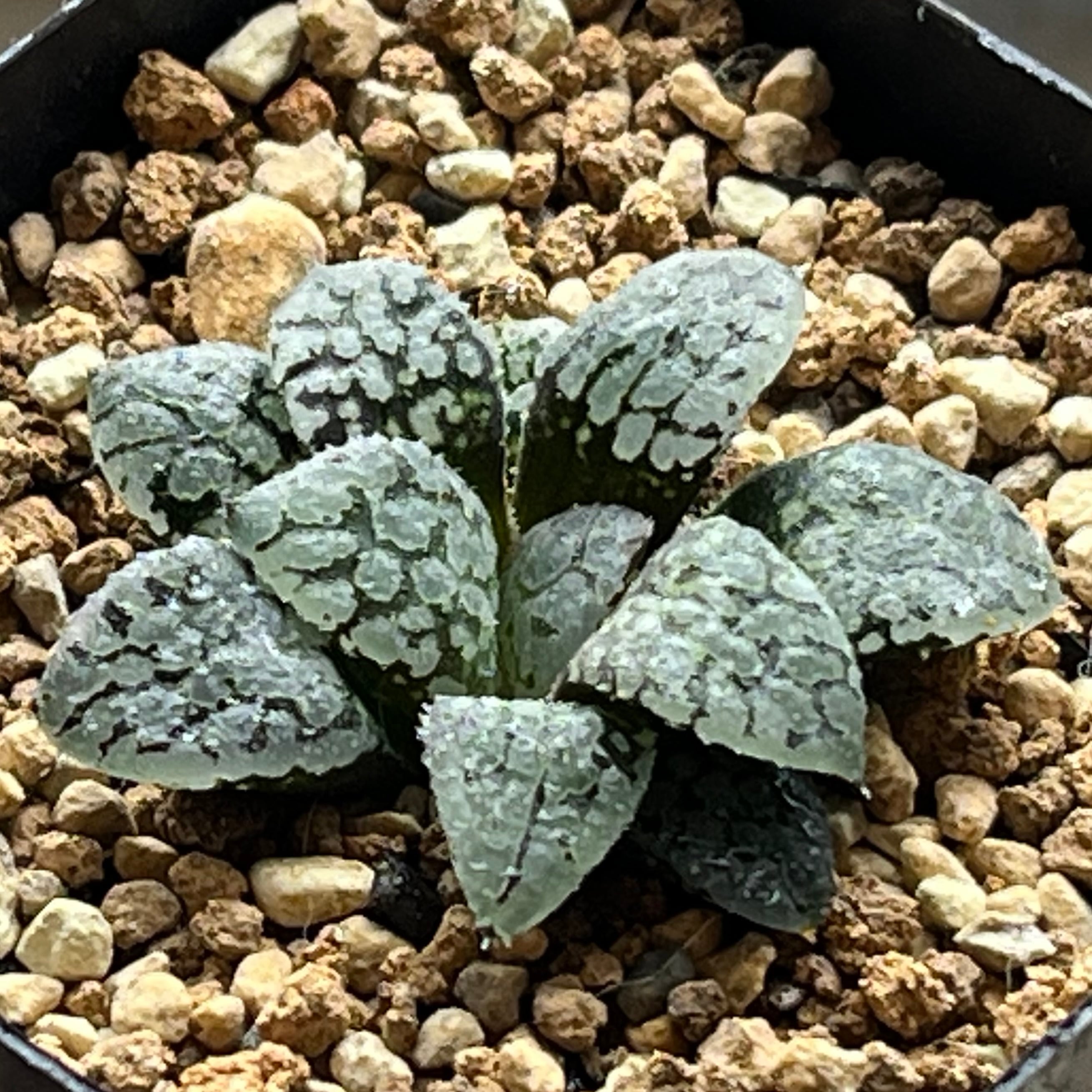 ハオルチア 瑠璃コレクタ錦 | mocono_plants