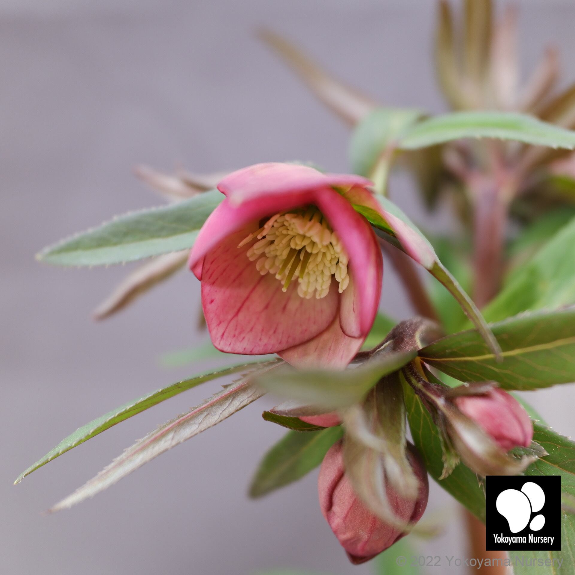 K10 クリスマスローズ プチドール ピンクピコティー 4 5号 現品販売 横山園芸 Yokoyama Nursery 公式オンラインショップ 通信販売