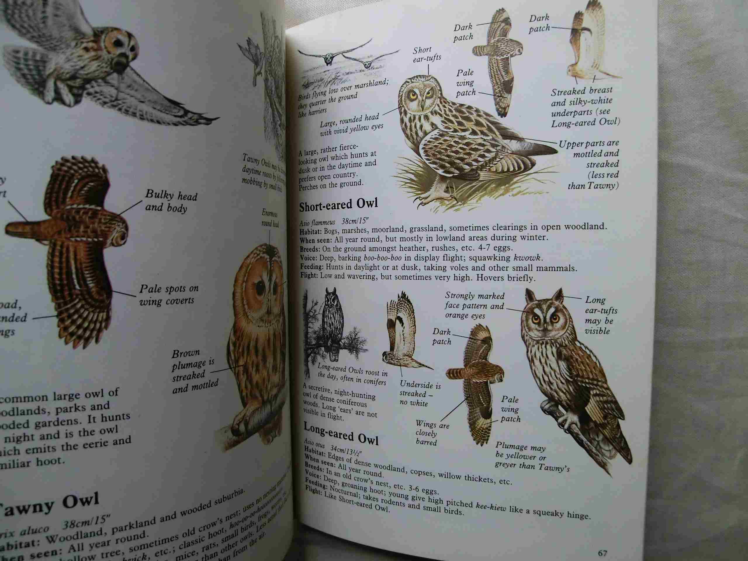 イギリス・ヨーロッパ 野鳥図鑑 Usborne Guide to Birds of Britain