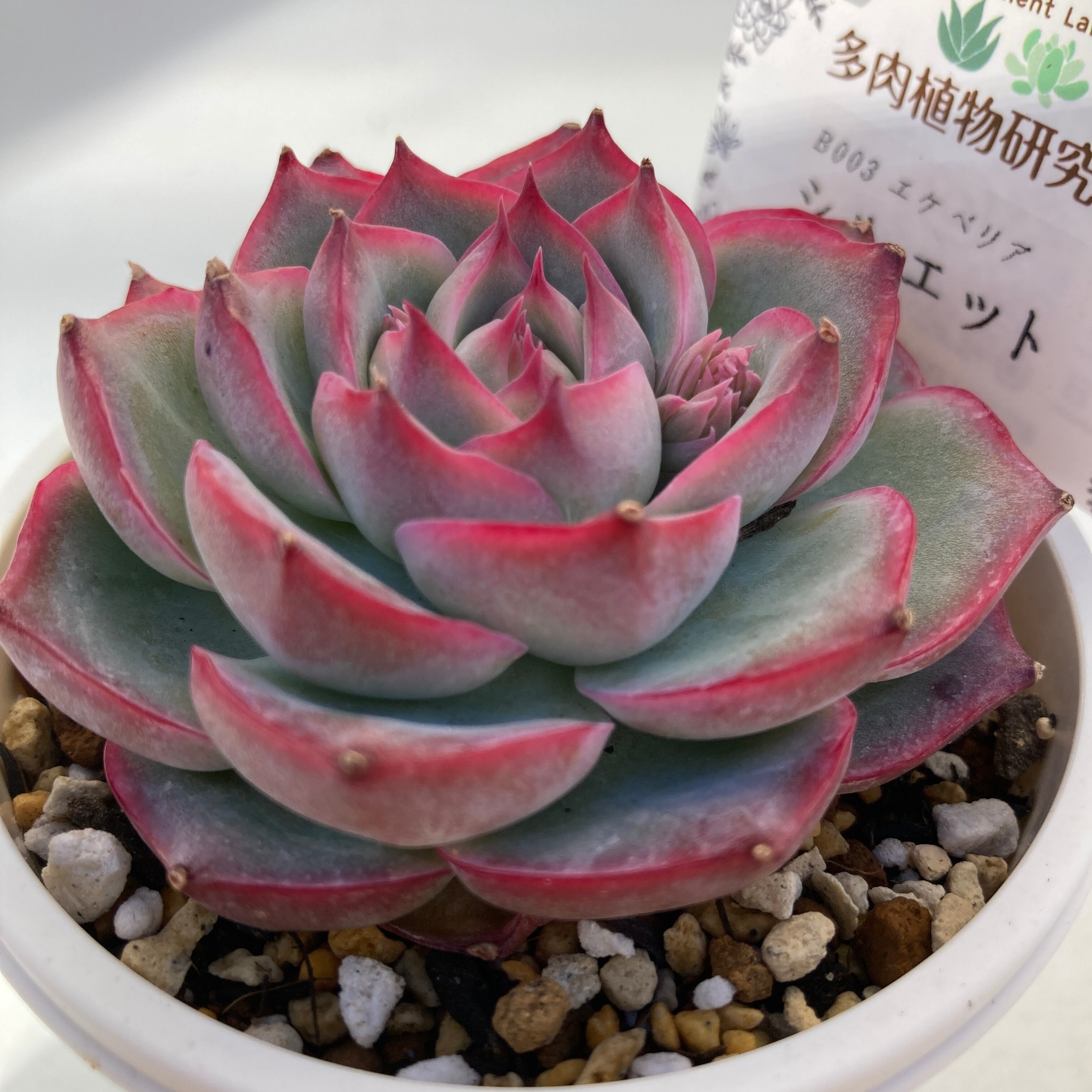 現物商品】シルエット 2.5号サイズ 輸入苗 | 多肉植物研究所