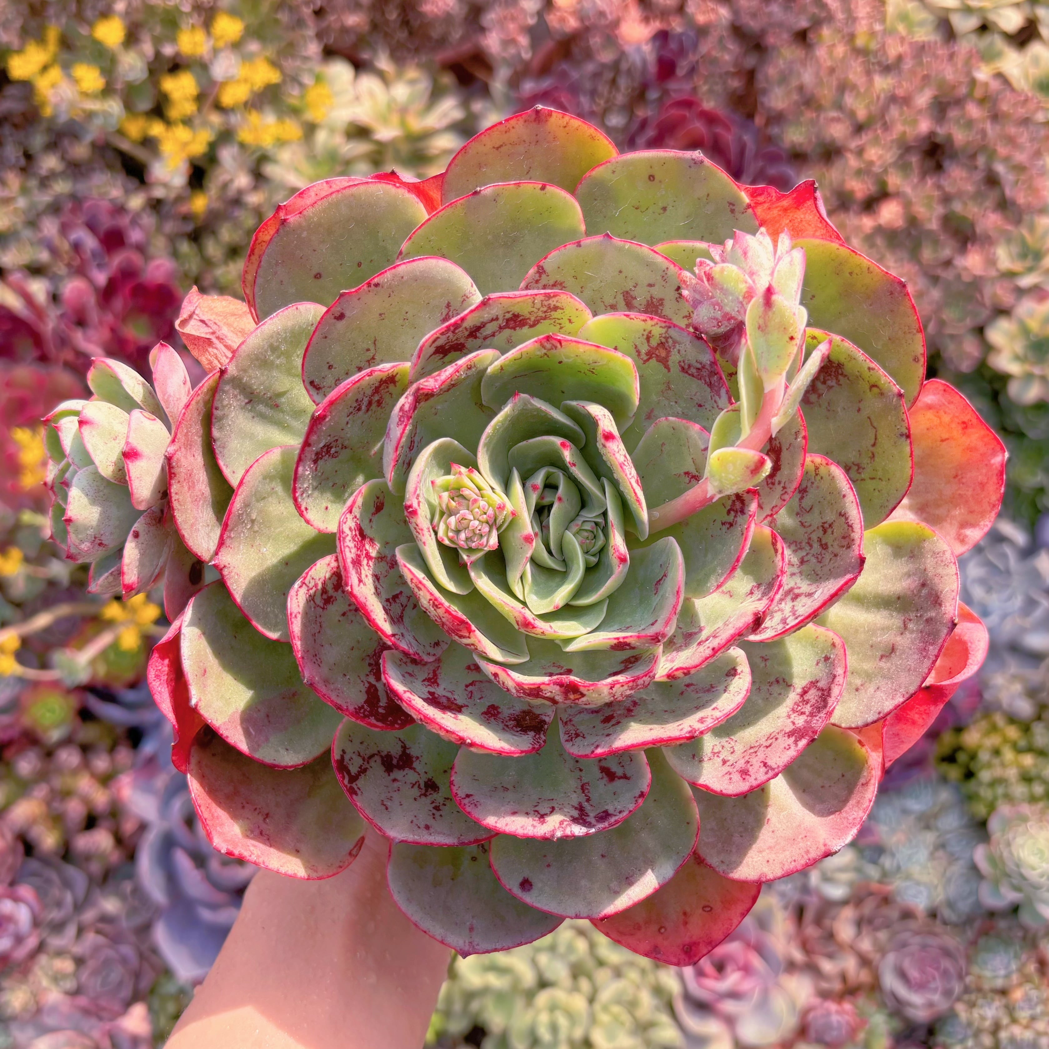 現品　ロンギシマ変異#B66　新入荷　るる農園