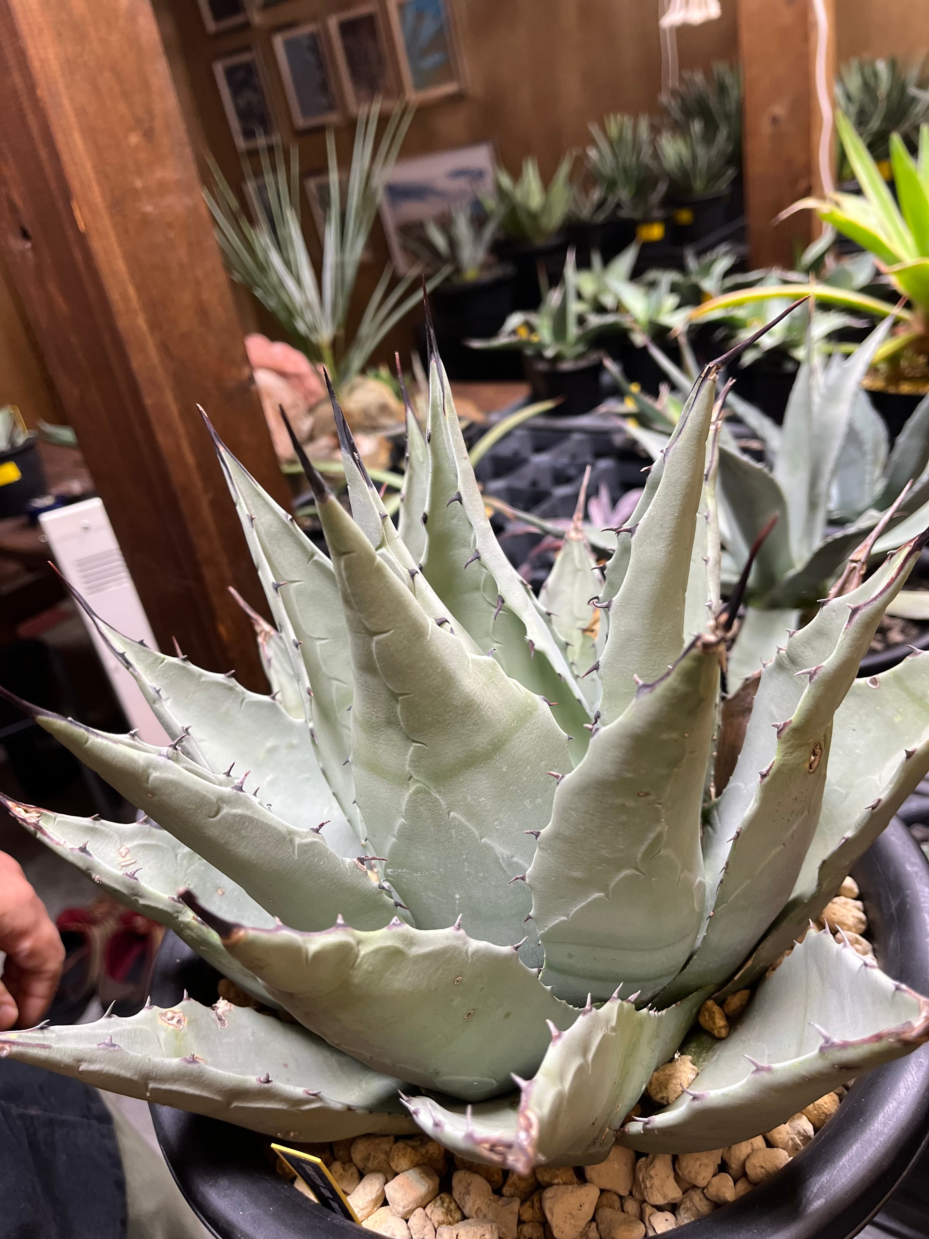 アガベ ネオメキシカーナ アガベ ネオメキシカーナ 輸入株 【公式通販】