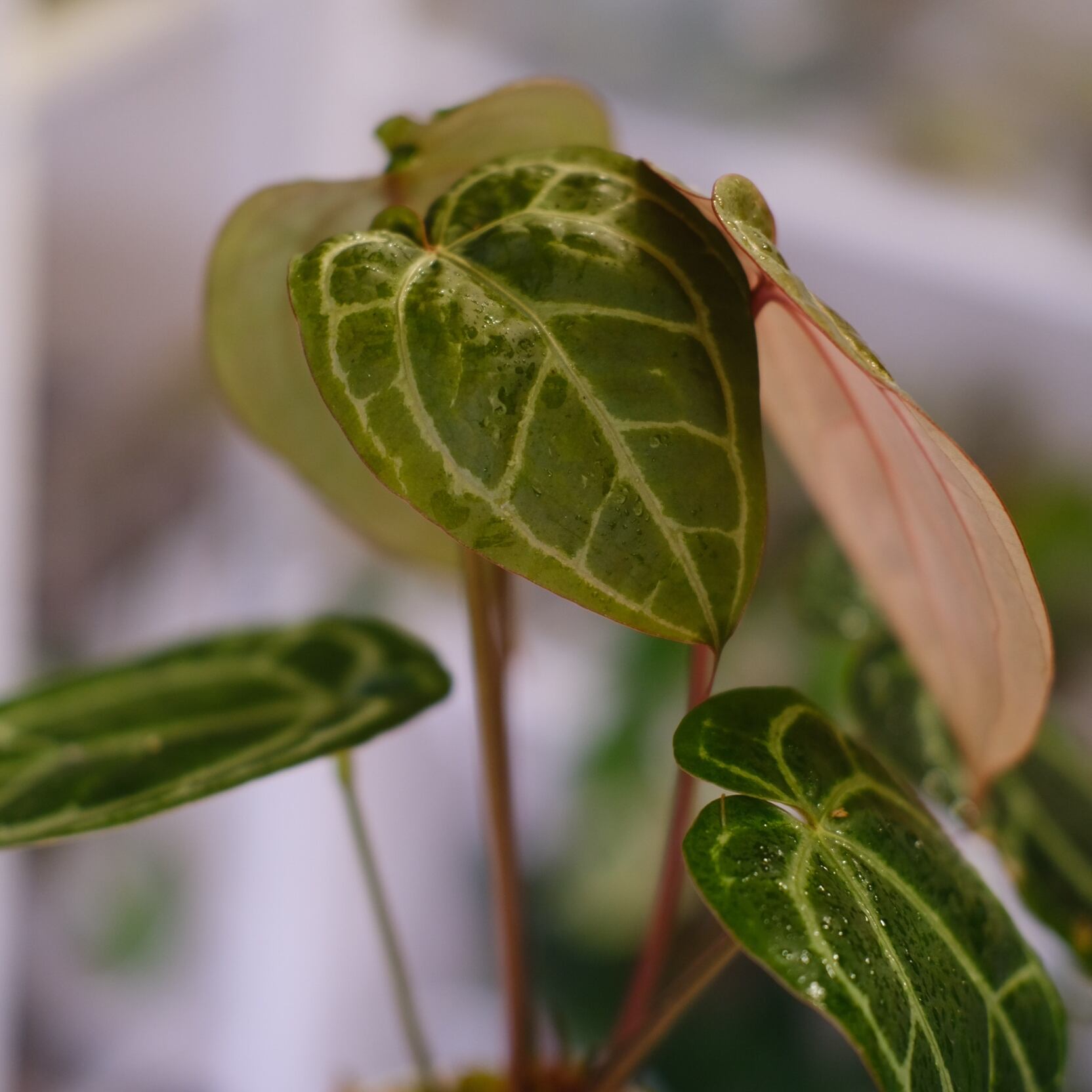 Papillilaminum GunaYala × Zara Michelle② / パピラミナム グナヤラ