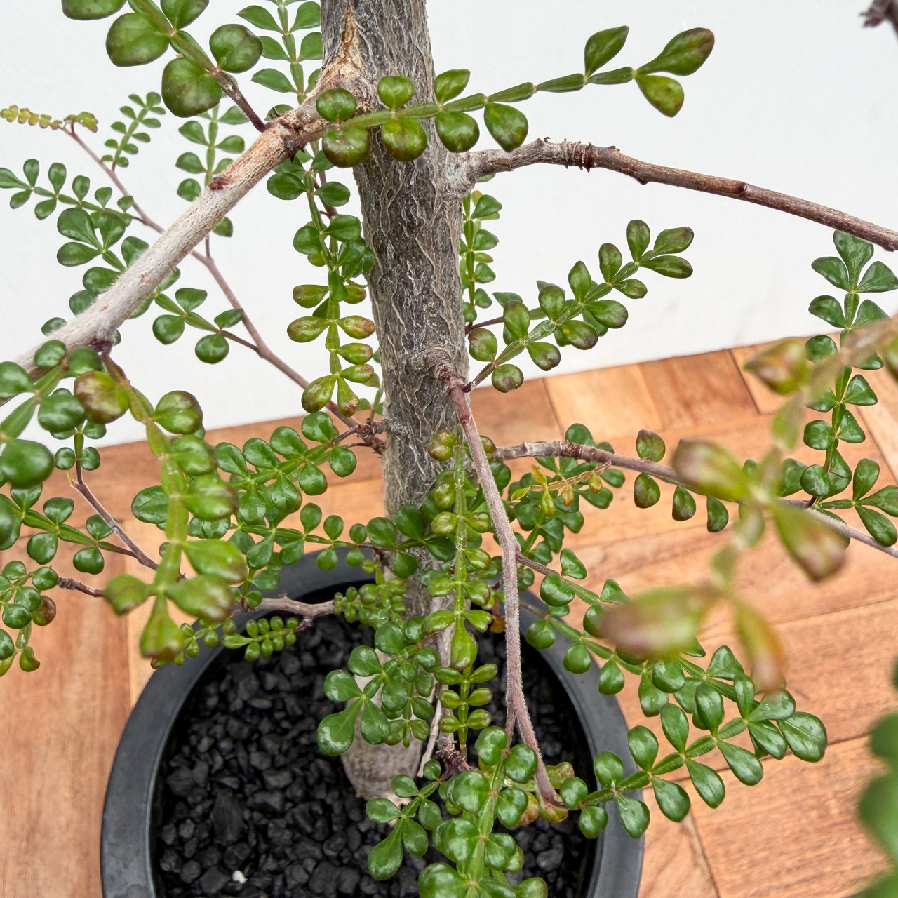 Operculicarya decaryi 【オペルクリカリア・デカリー】