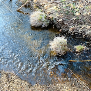 早春の小川の流れ　early spring stream