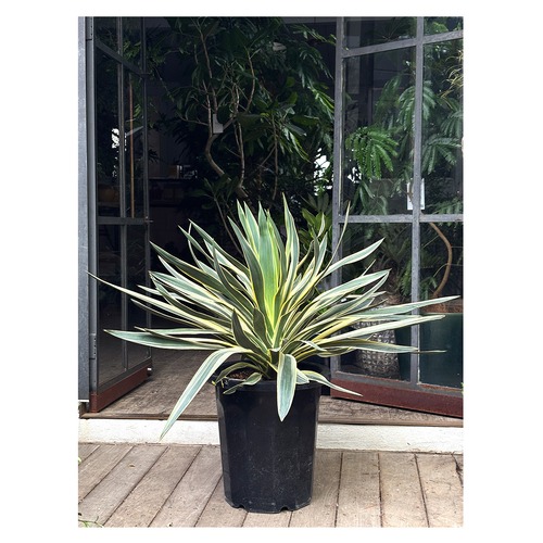 Yucca gloriosa 'Variegata'