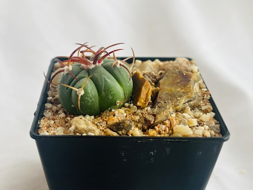 Echinocactus moelleri　エキノカクタス　尖紅丸　サボテン