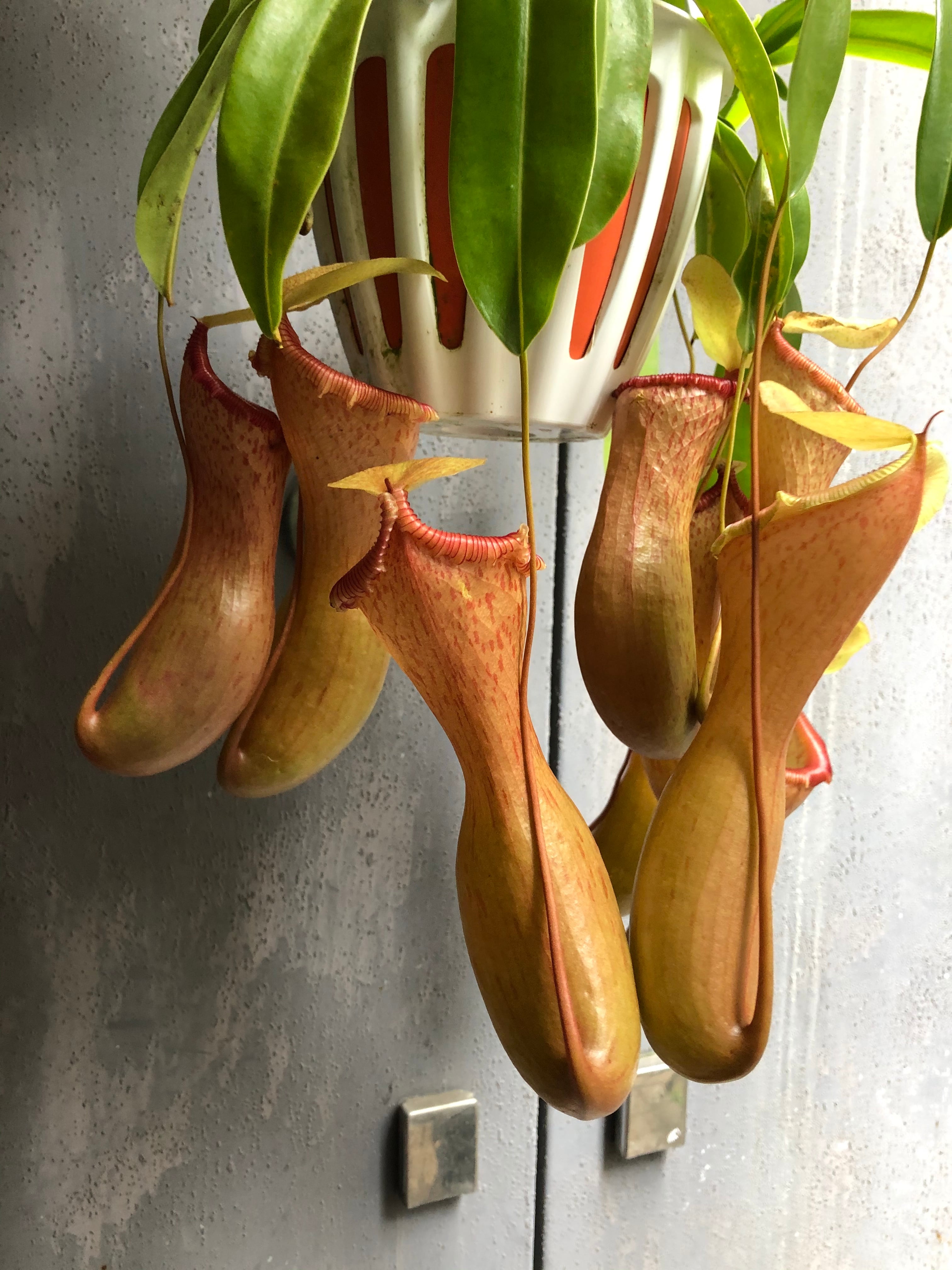 おうち時間！ネペンテス 食虫植物 | ハルカゼフラワー