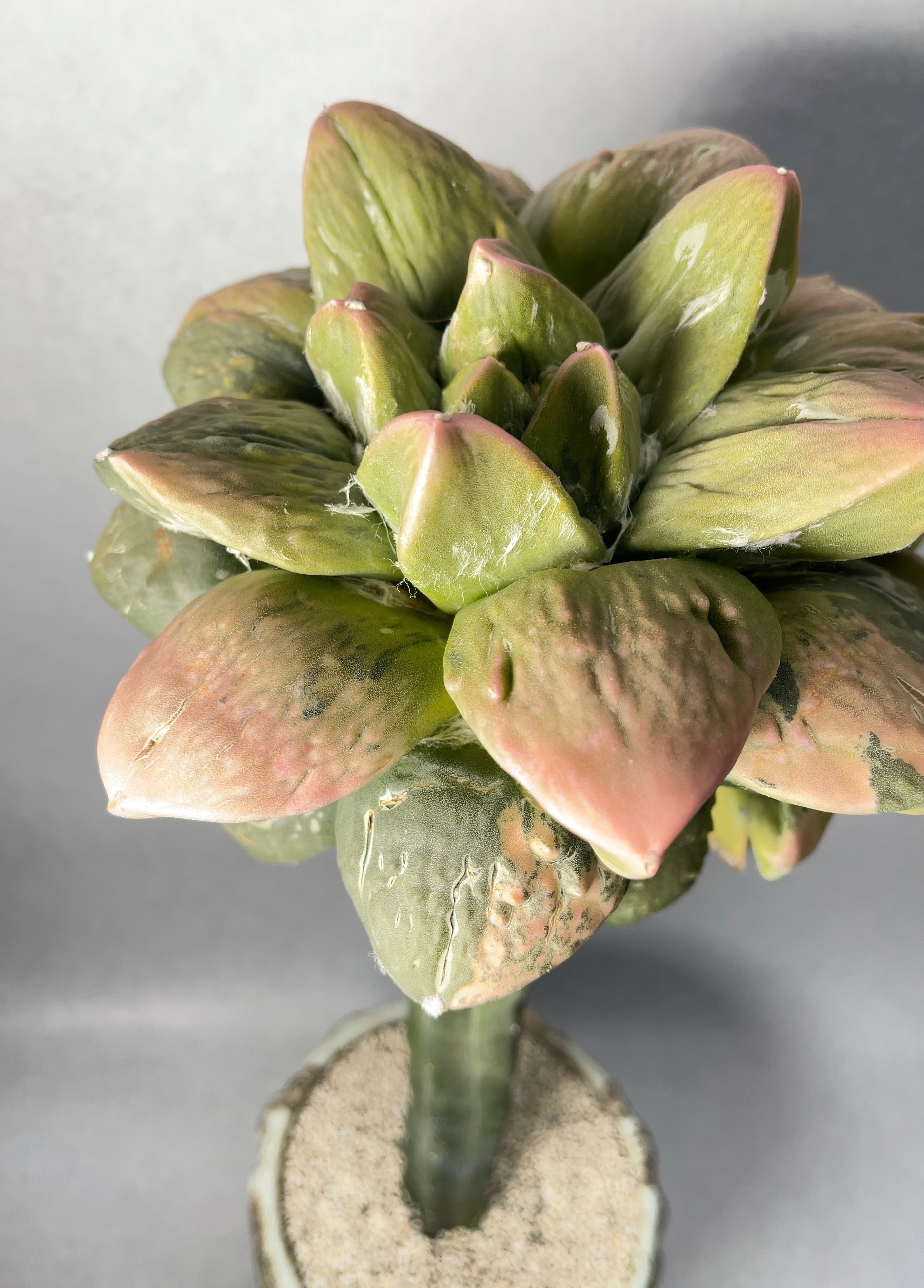 アリオカルプス・花牡丹錦 | trigger