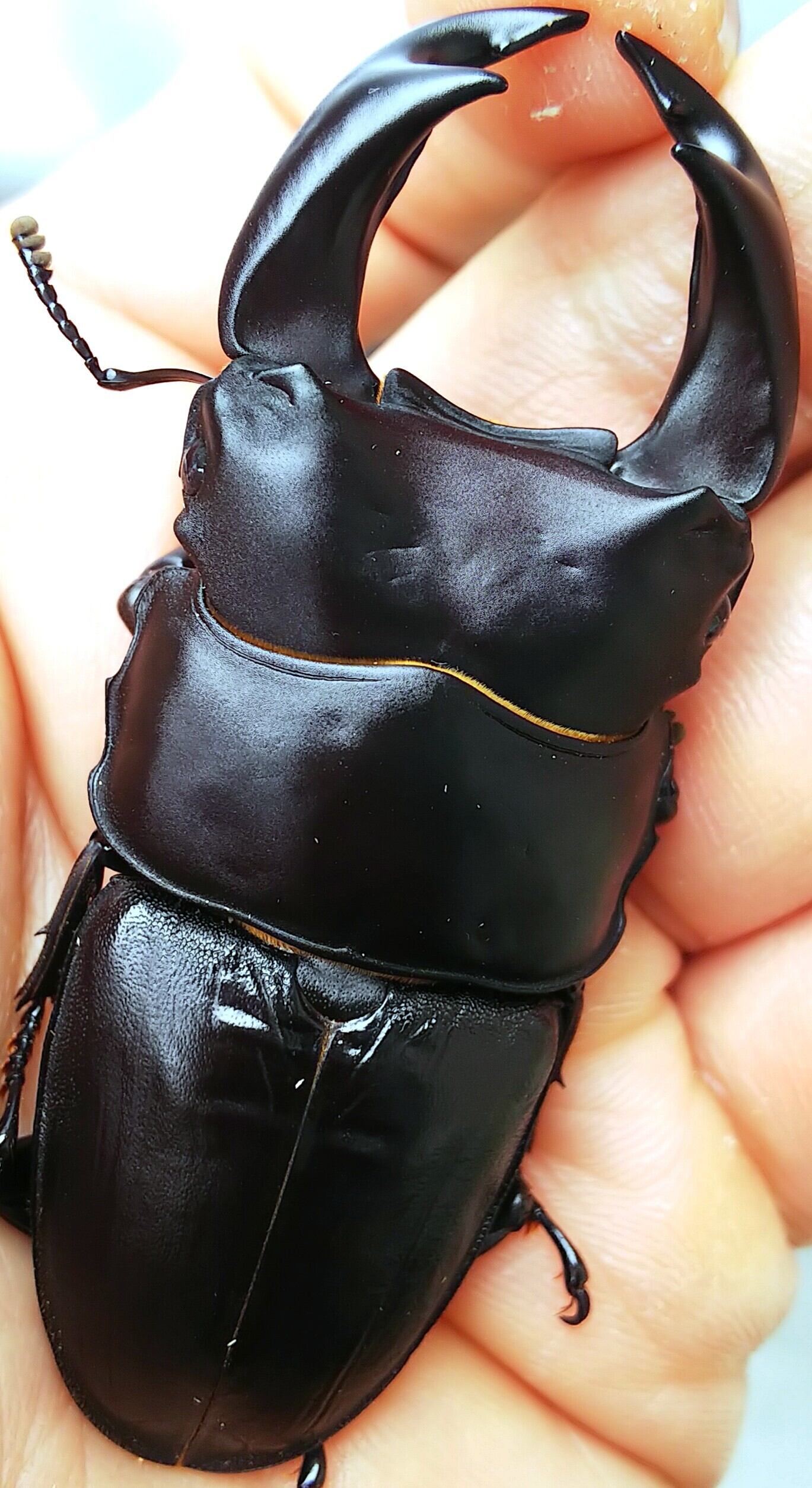 極太血統】阿古谷産 国産オオクワガタ X-DEATHアウトライン 極♀ おまけ♂