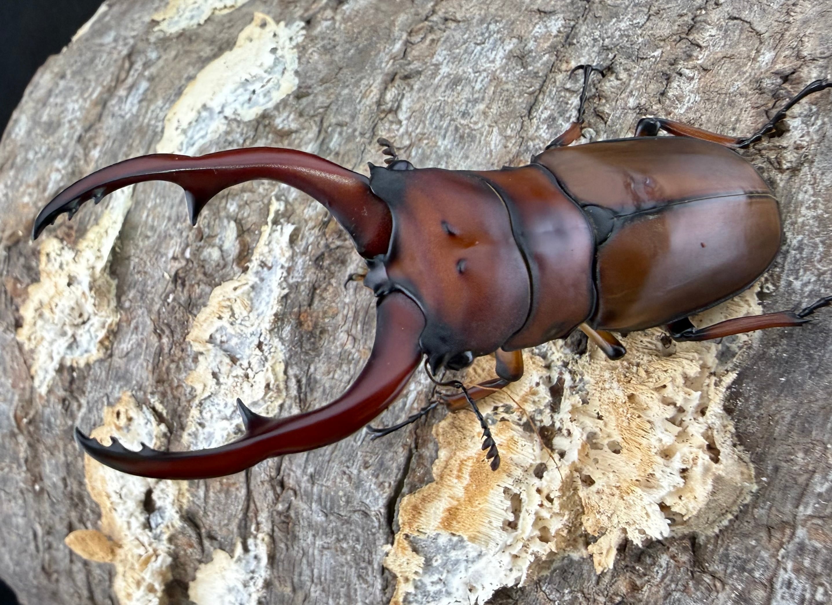 ノコギリクワガタの仲間 | KPW公式オンラインショップ