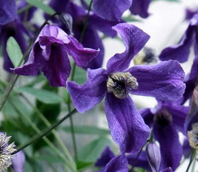 リトル・ボーイ - ‘Little Boy' - インテグリフォリア系　10-21