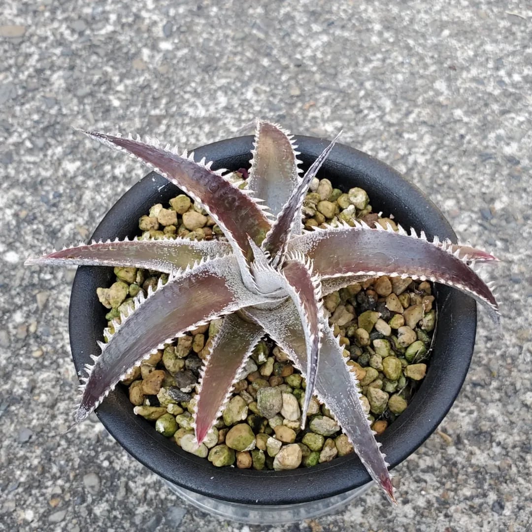 Dyckia（ディッキア） | レアプランツ通販サイトPlants Maniax