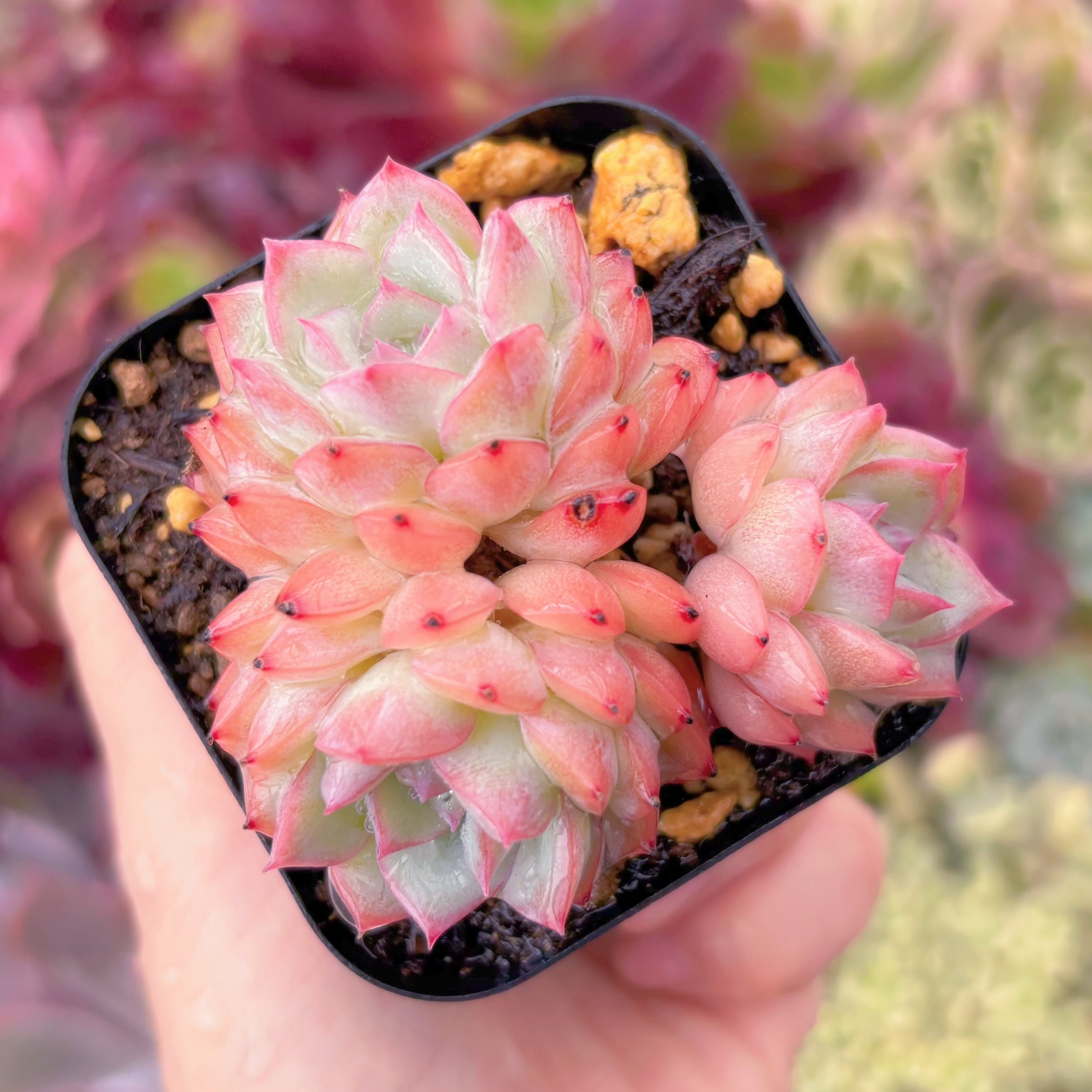 現品　Desert Rose#807　るる農園