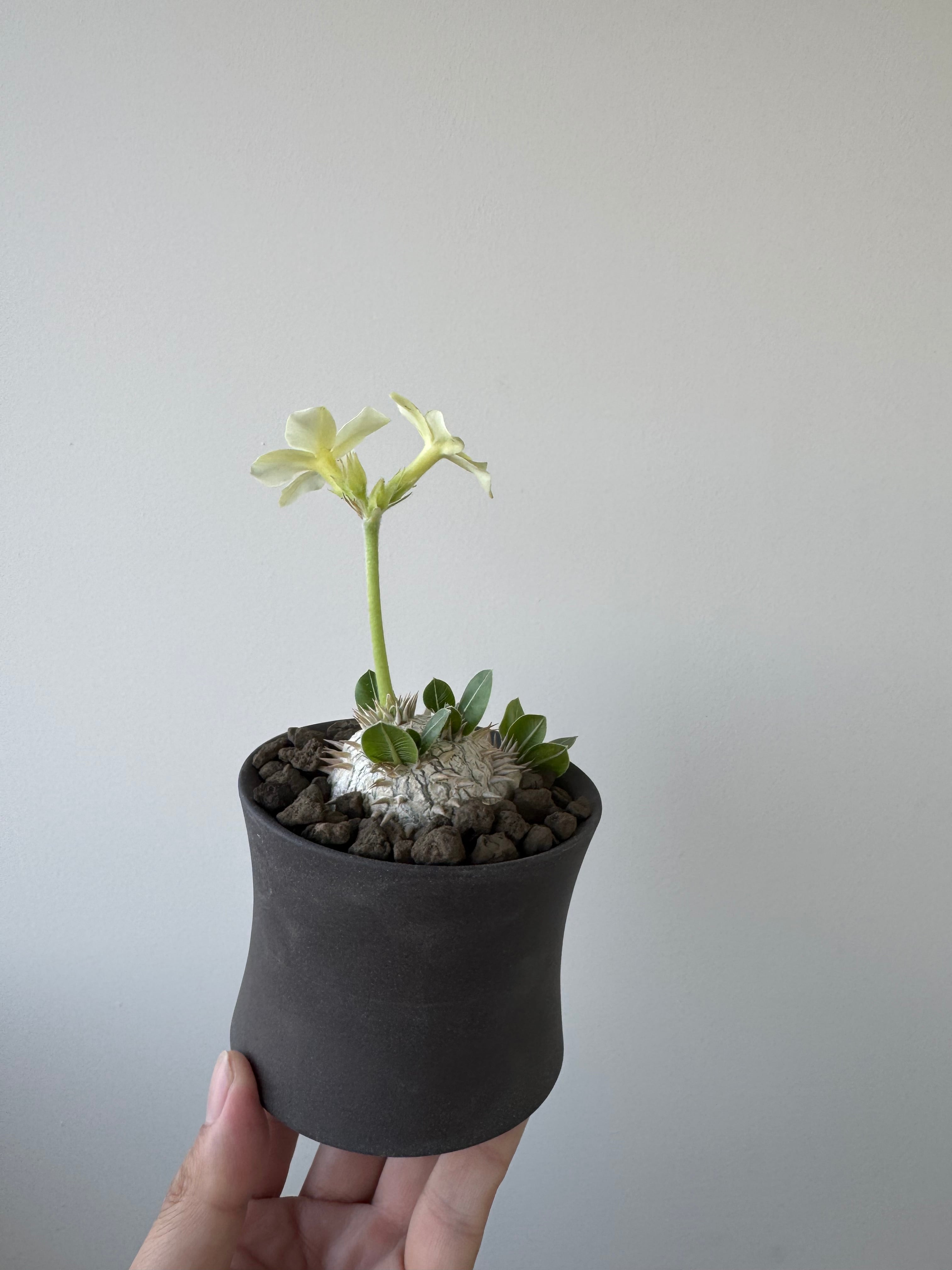 新着】Pachypodium brevicaule var.leucoxanthum × VALIEM GHOST【白花