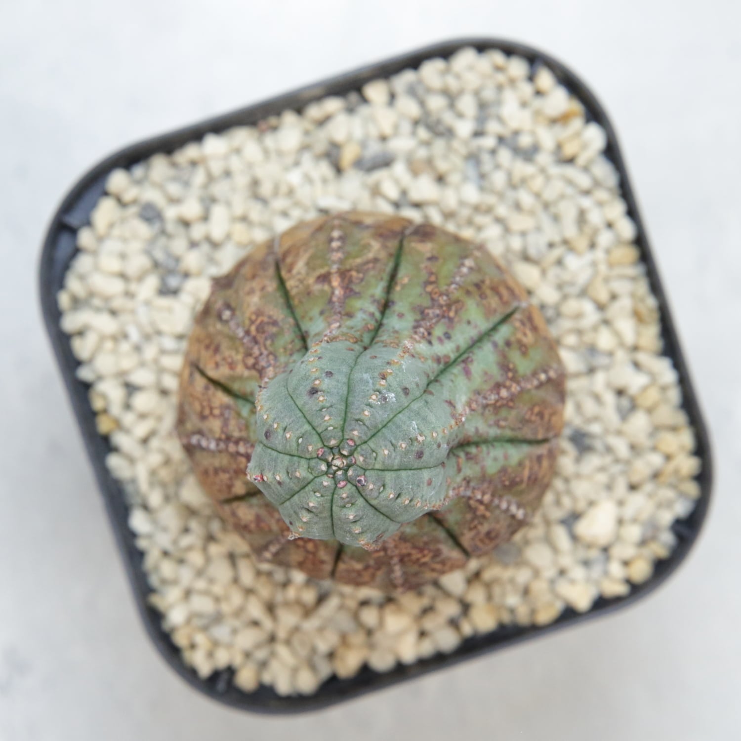 美模様 木質化 美模様 マイクロ オベサ / ユーフォルビア | LIGHTHOUSE