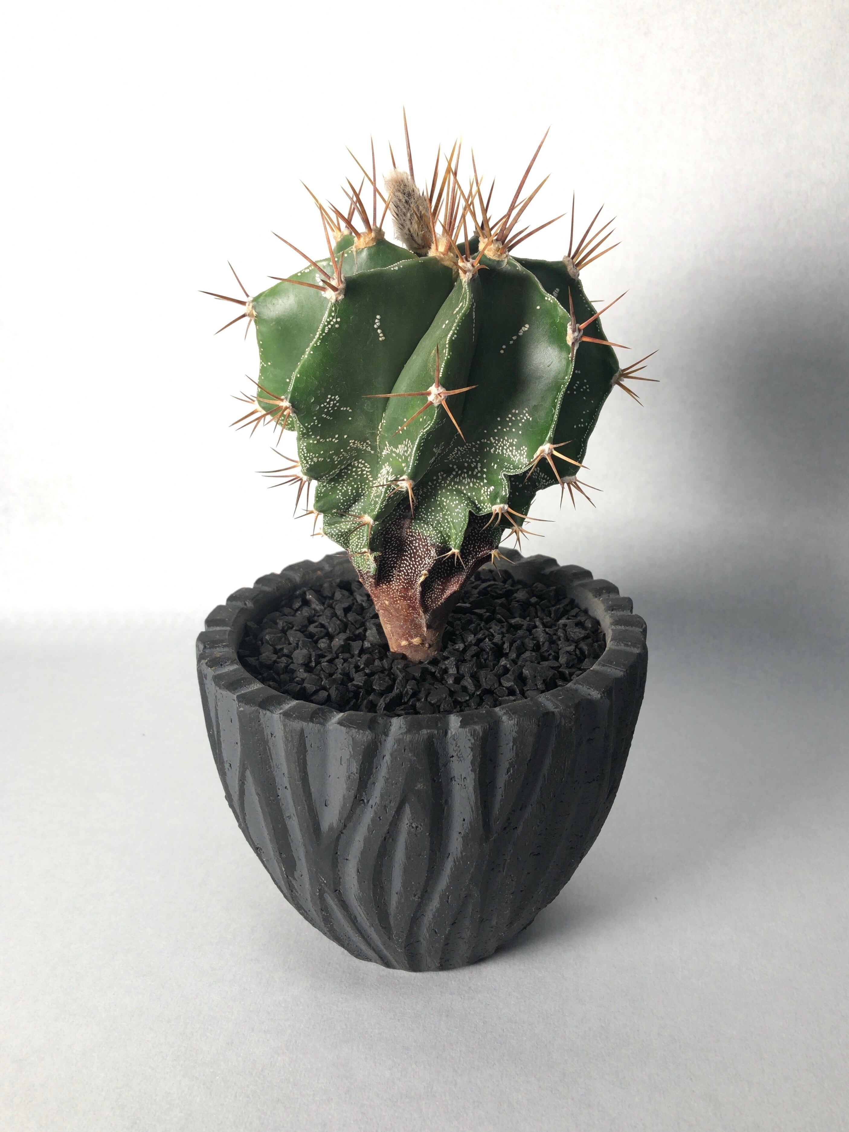 アストロフィツム・般若 | trigger