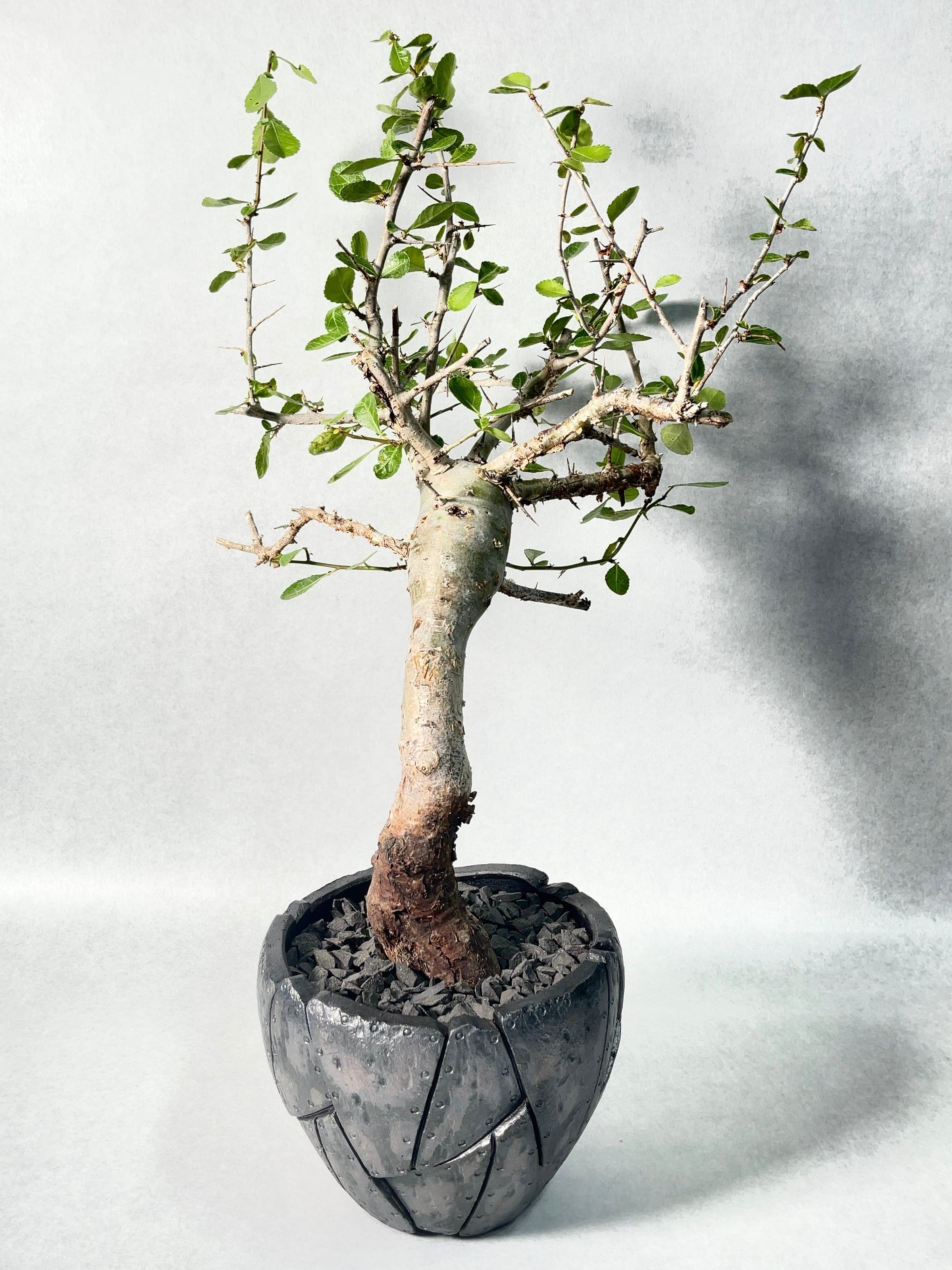 コミフォラ コミフォラ モンストローサ［No.39］ × 根本峻吾 作 S.N POT type.ta