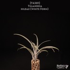 【送料無料】hildae (White Form) 〔エアプランツ〕現品発送T4381
