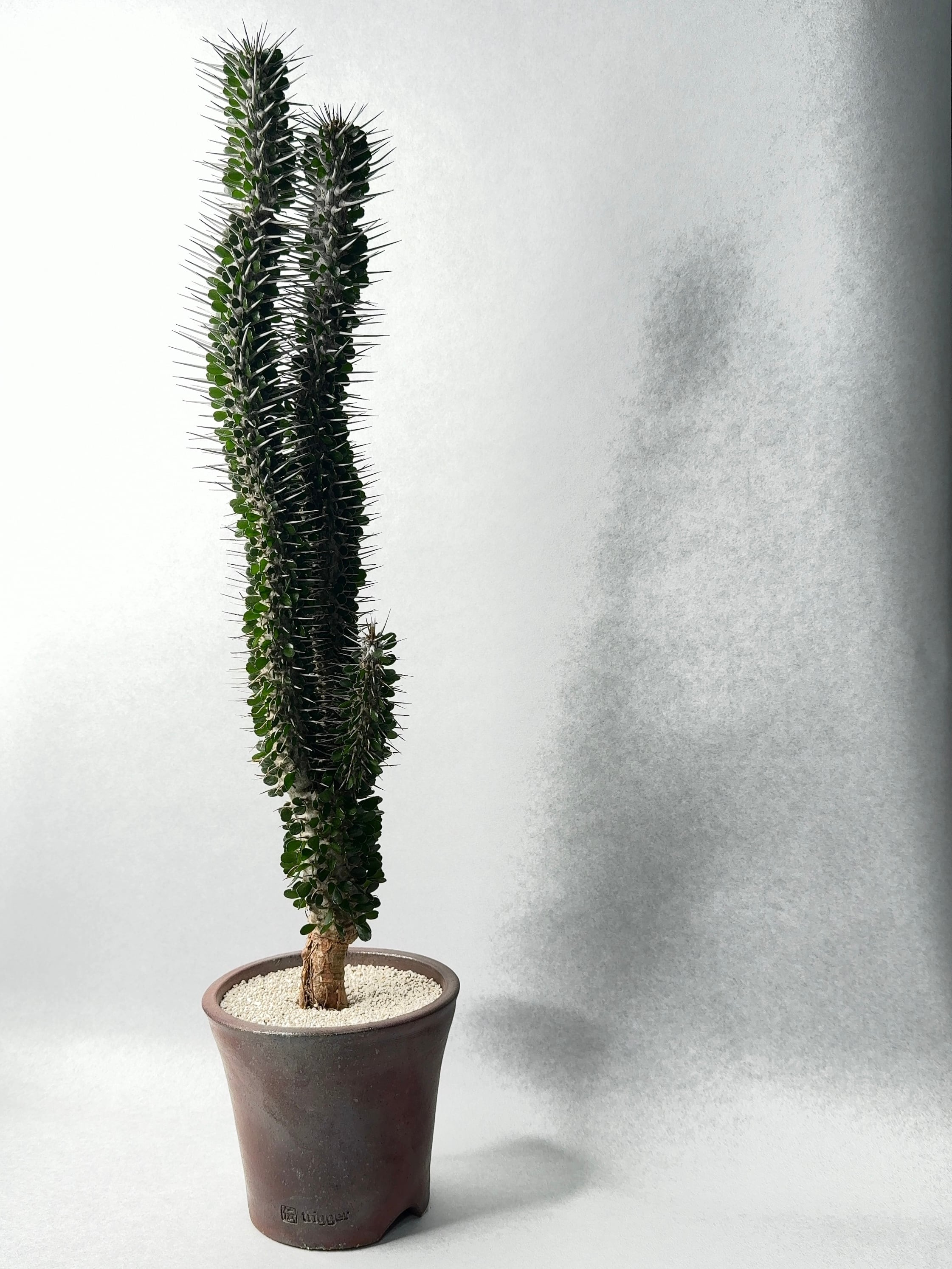 アローディア モンタグナッキー 3d709aa776cb3dde8217f67244e673