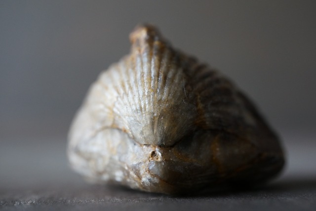 モロッコ産腕足類化石  Rynchonella sp. 1067