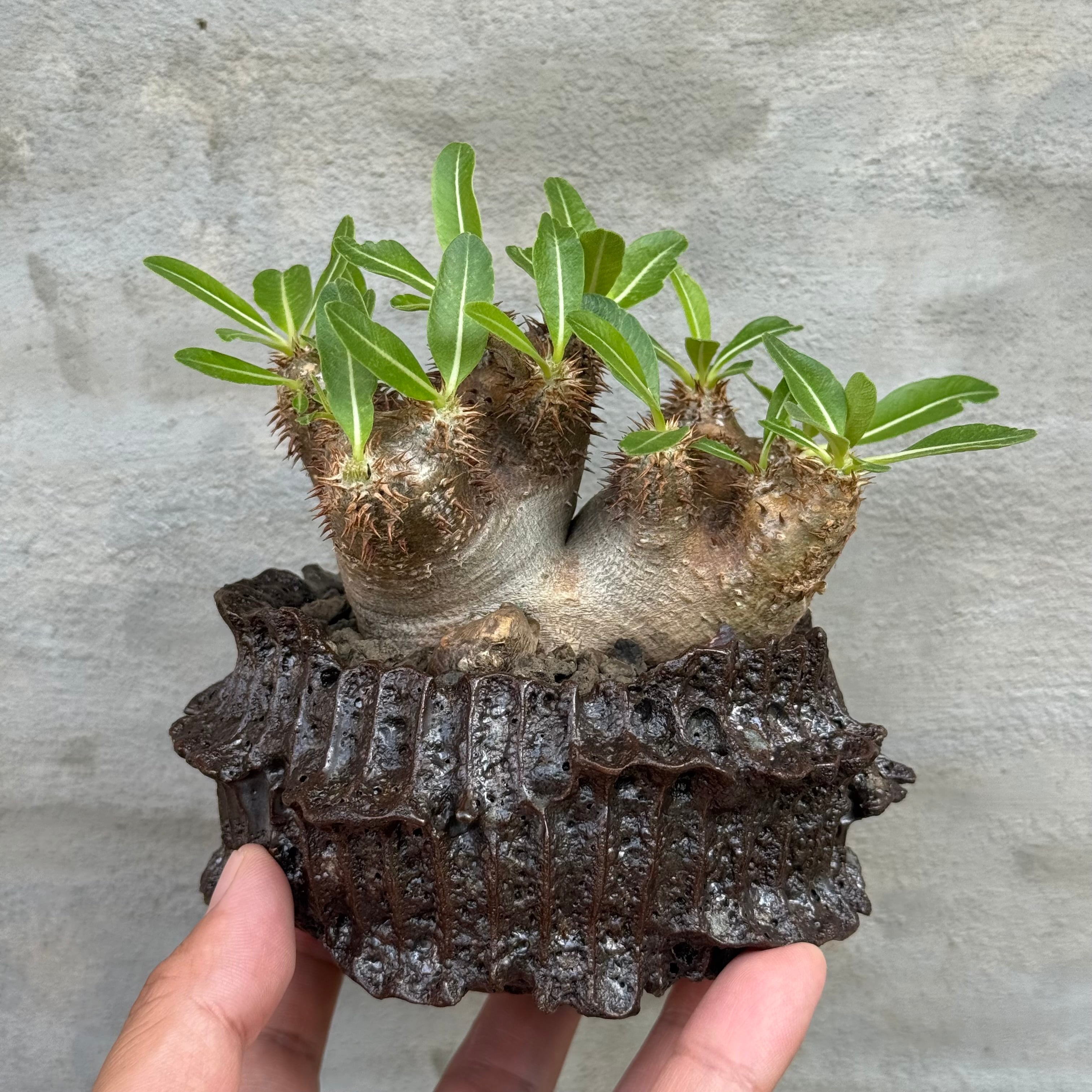 植物×鉢】可愛い手乗り！パキポディウム ブレビカリックス 現地球 発根