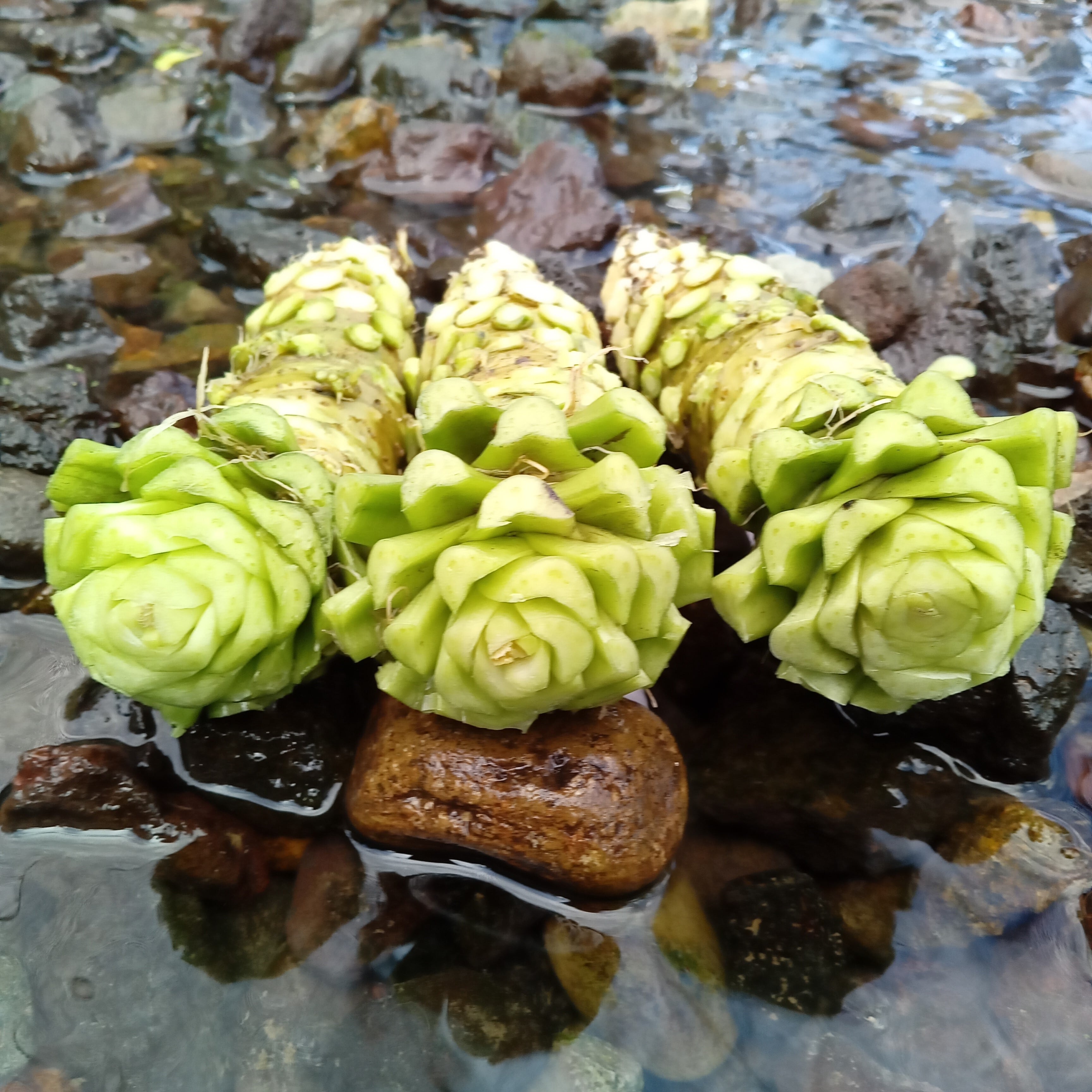 本わさび2kg | 北村わさび