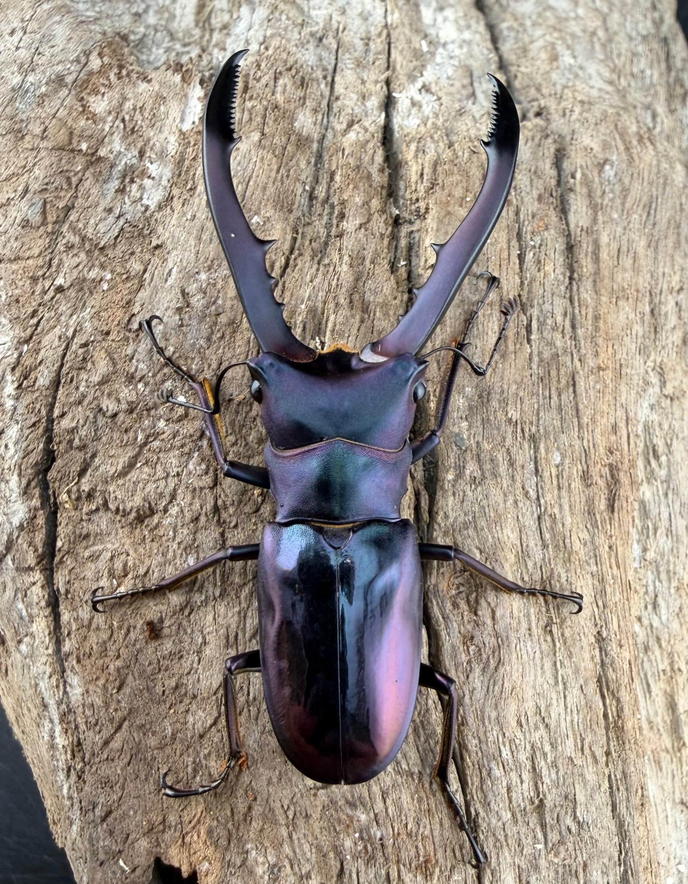 美麗】《メタリフェルホソアカ亜種finae 54mm ペア》わたくわ氏