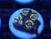 【一ヶ月熟成】Zoanthus FromMakassar 10