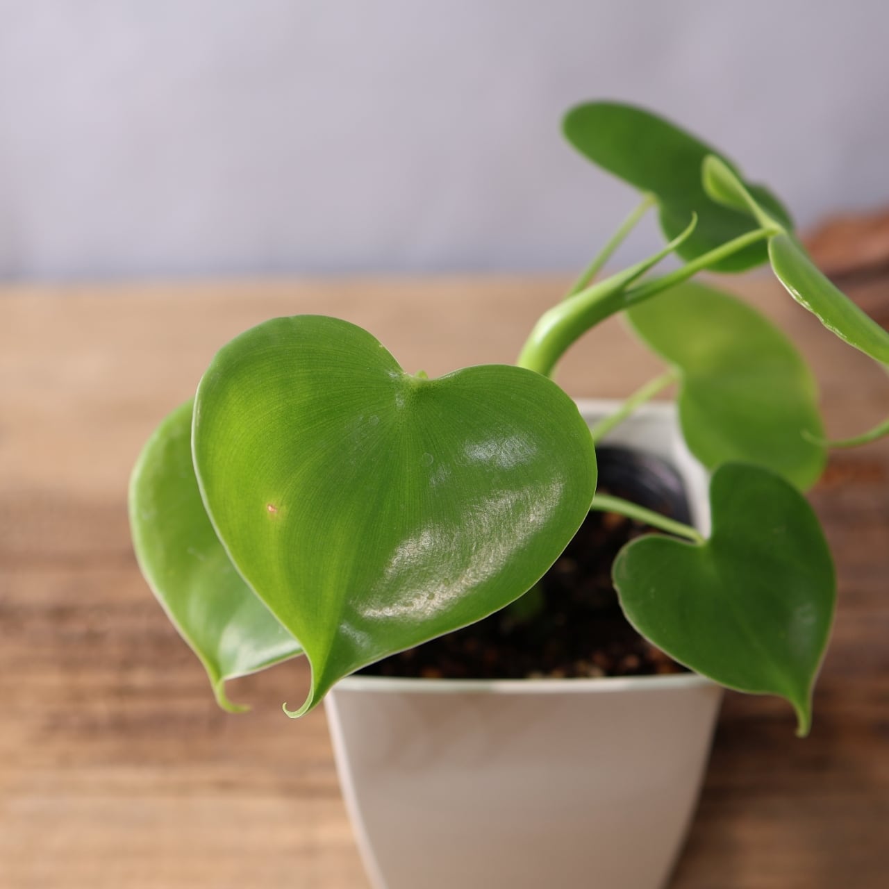 346 連なるハートリーフ『ハートフィロデンドロン Philodendron