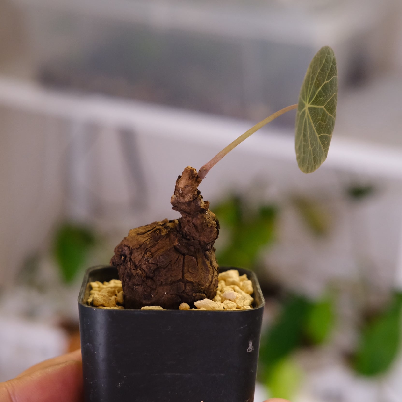 Stephania kaweesakii / ステファニア カウィーサキー㊵/ 観葉植物