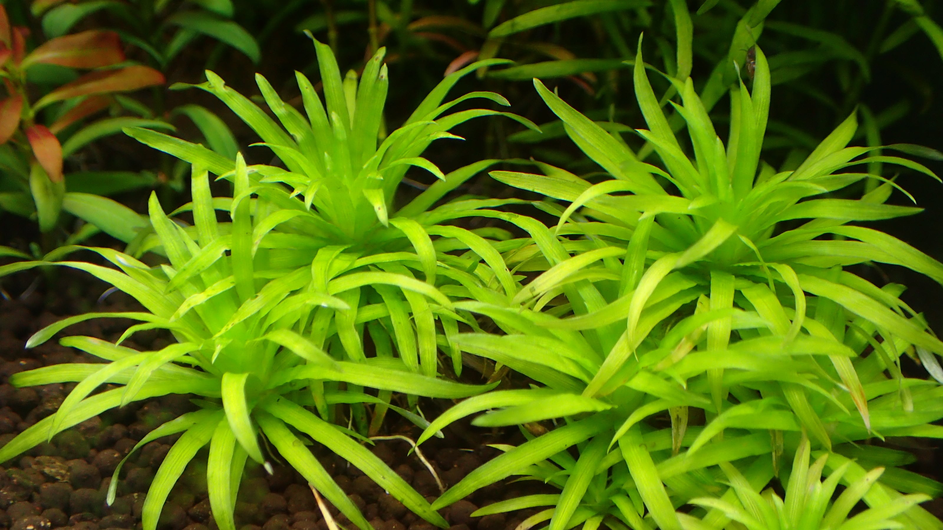 熱帯植物 水草