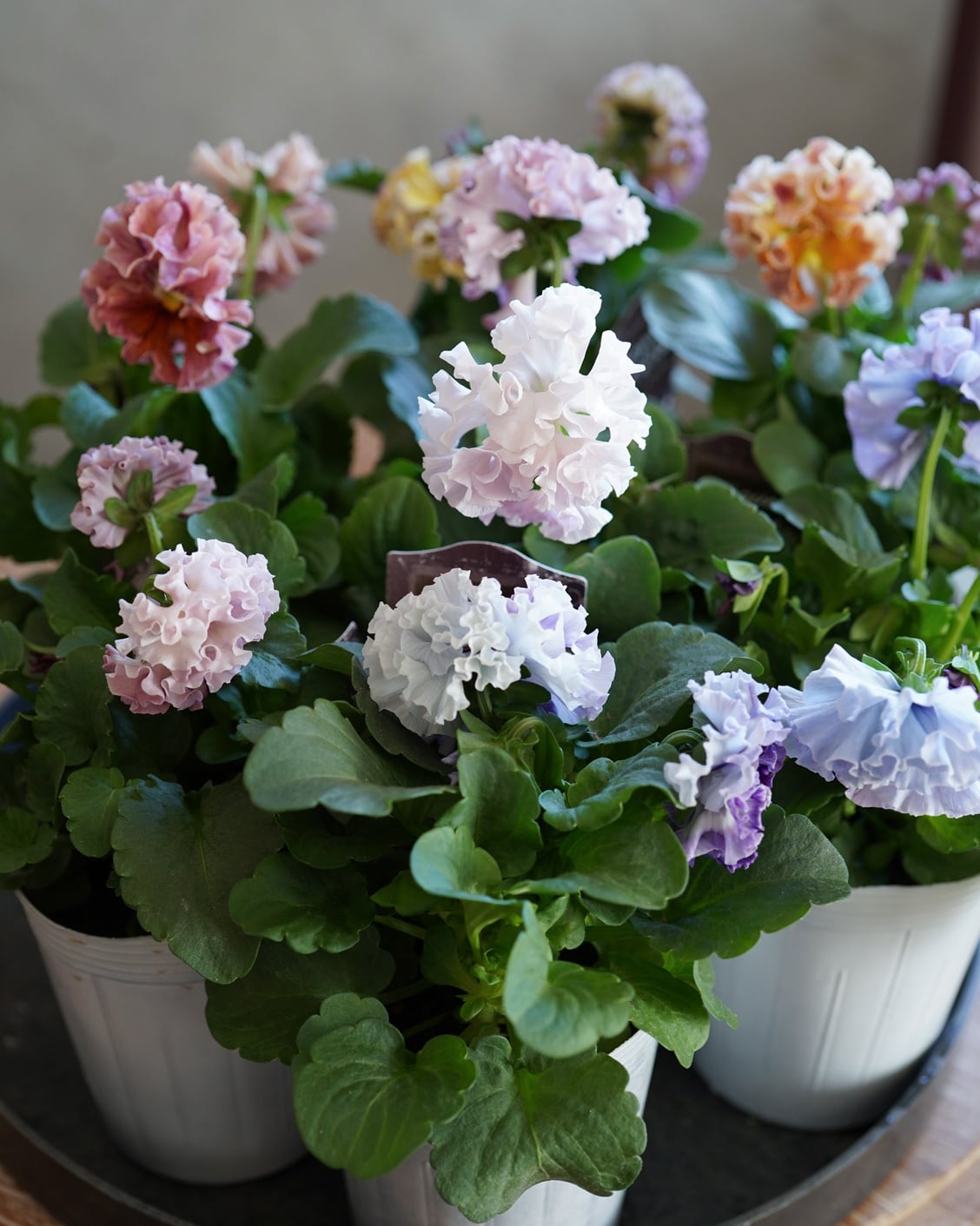 大輪フリルパンジー アンティークラッフル 3号 ☆色、選べます