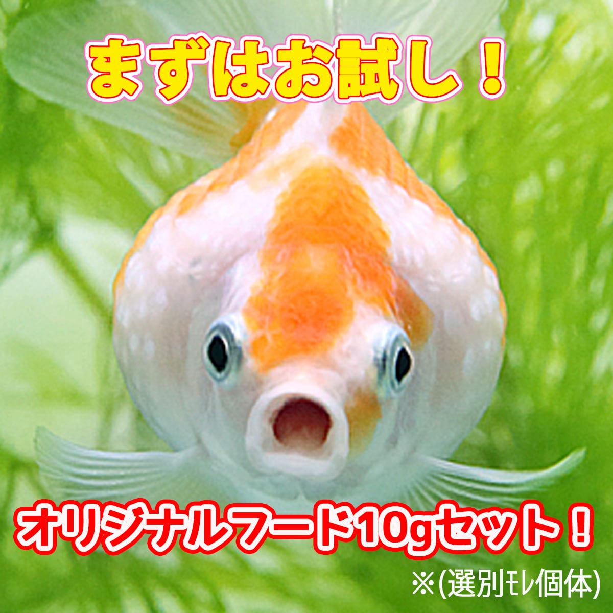 ピンポンパール | Hush-Hush