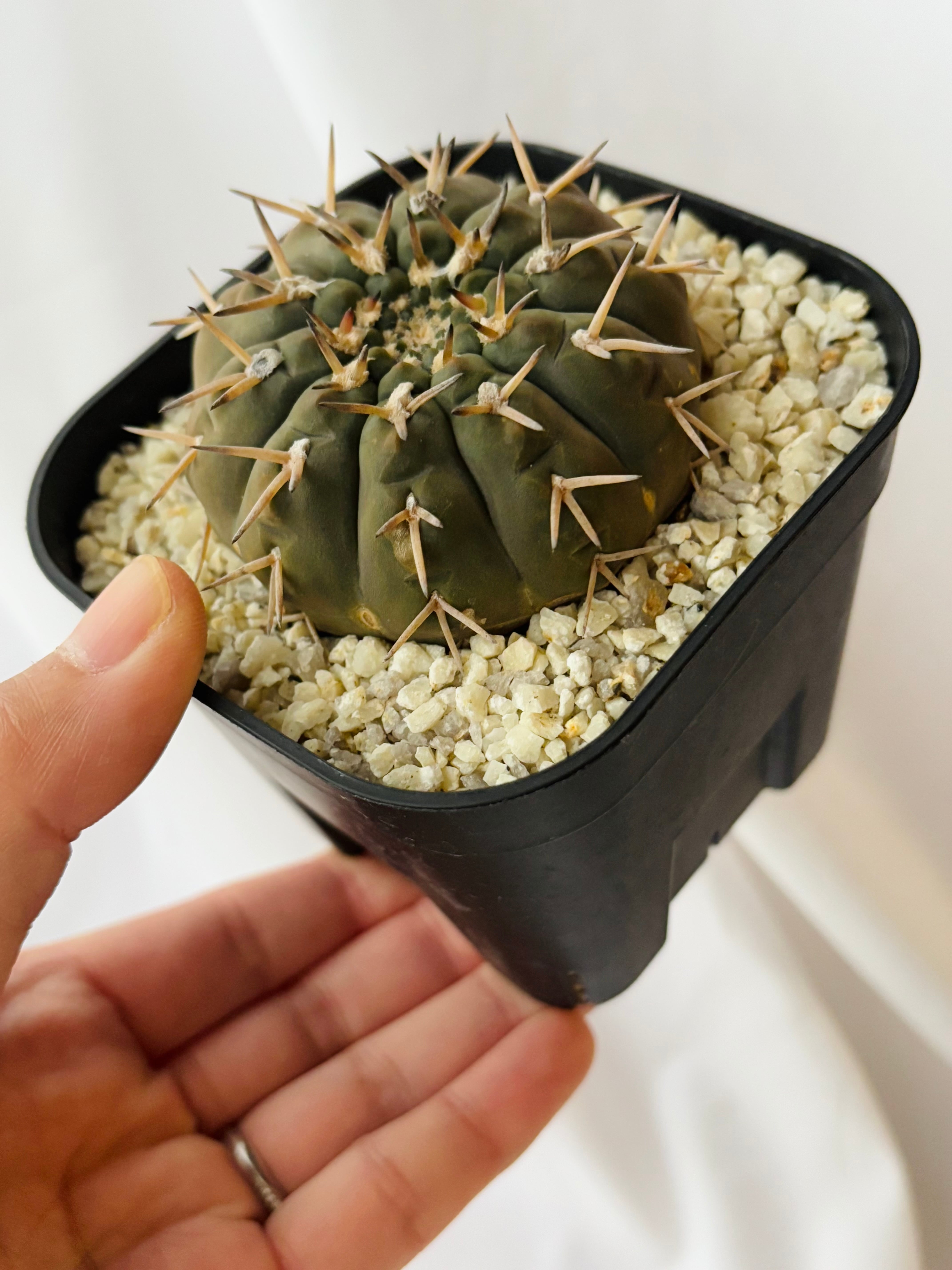 Gymnocalycium stellatum ギムノカリキウム 立刺守殿玉 サボテン