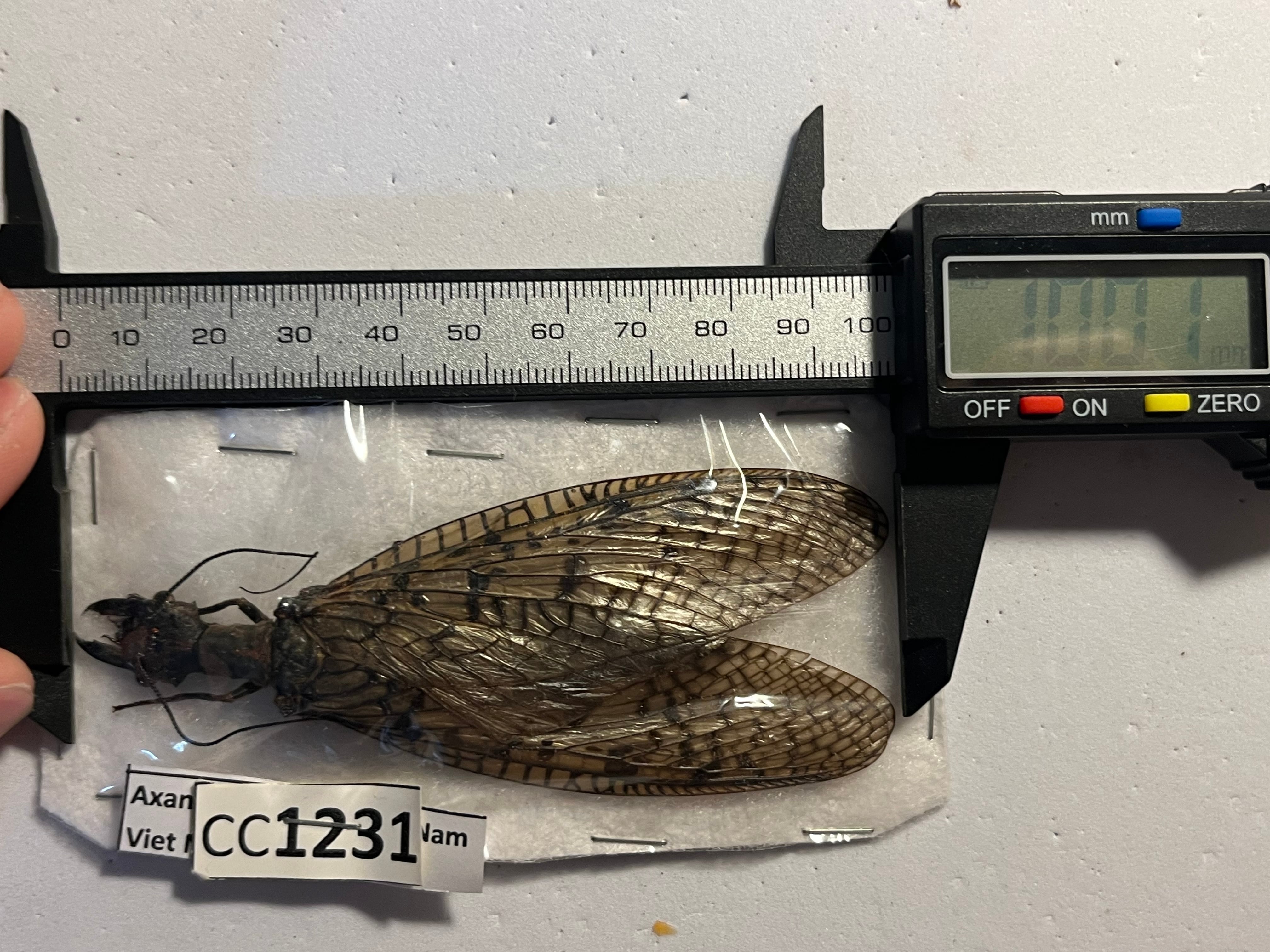 種小名付】Acanthacorydalis fruhstorferiオオキバヘビトンボオオアゴ