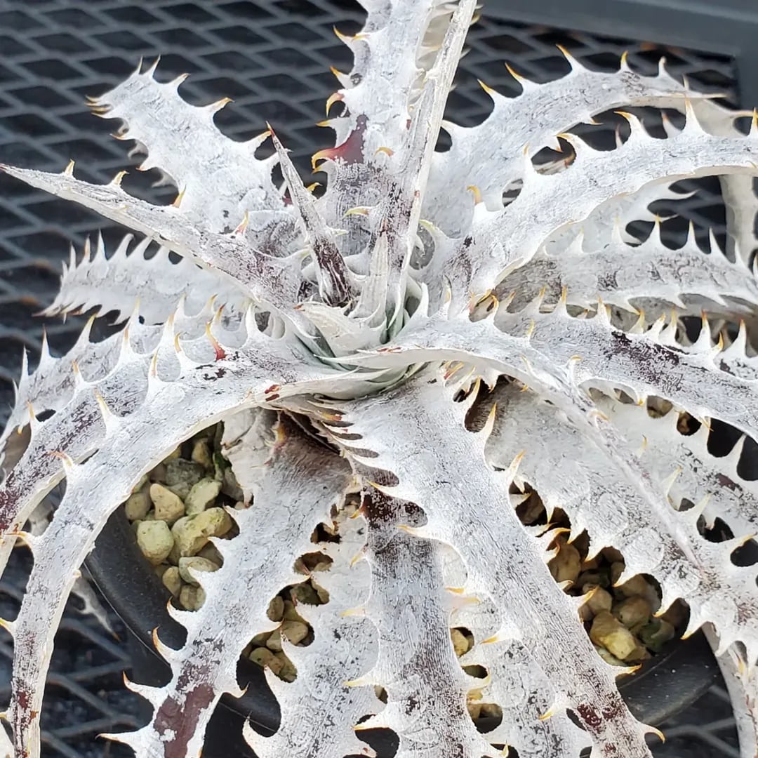 F00380_Dyckia 'Branca de Neve'：ディッキア・ブランカ・ジュ・ネヴェ