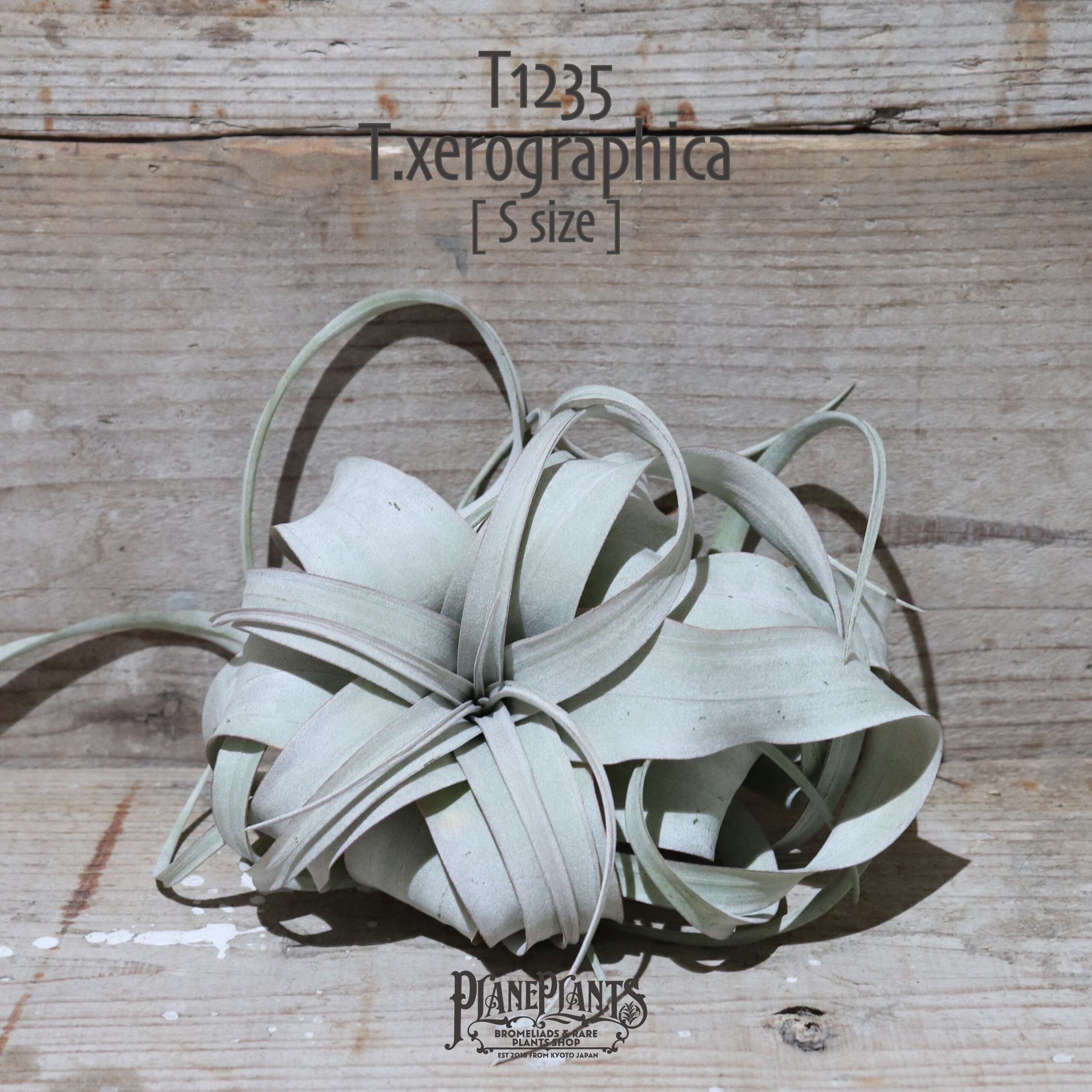 【送料無料】キセログラフィカ S 〔エアプランツ〕現品発送T1235