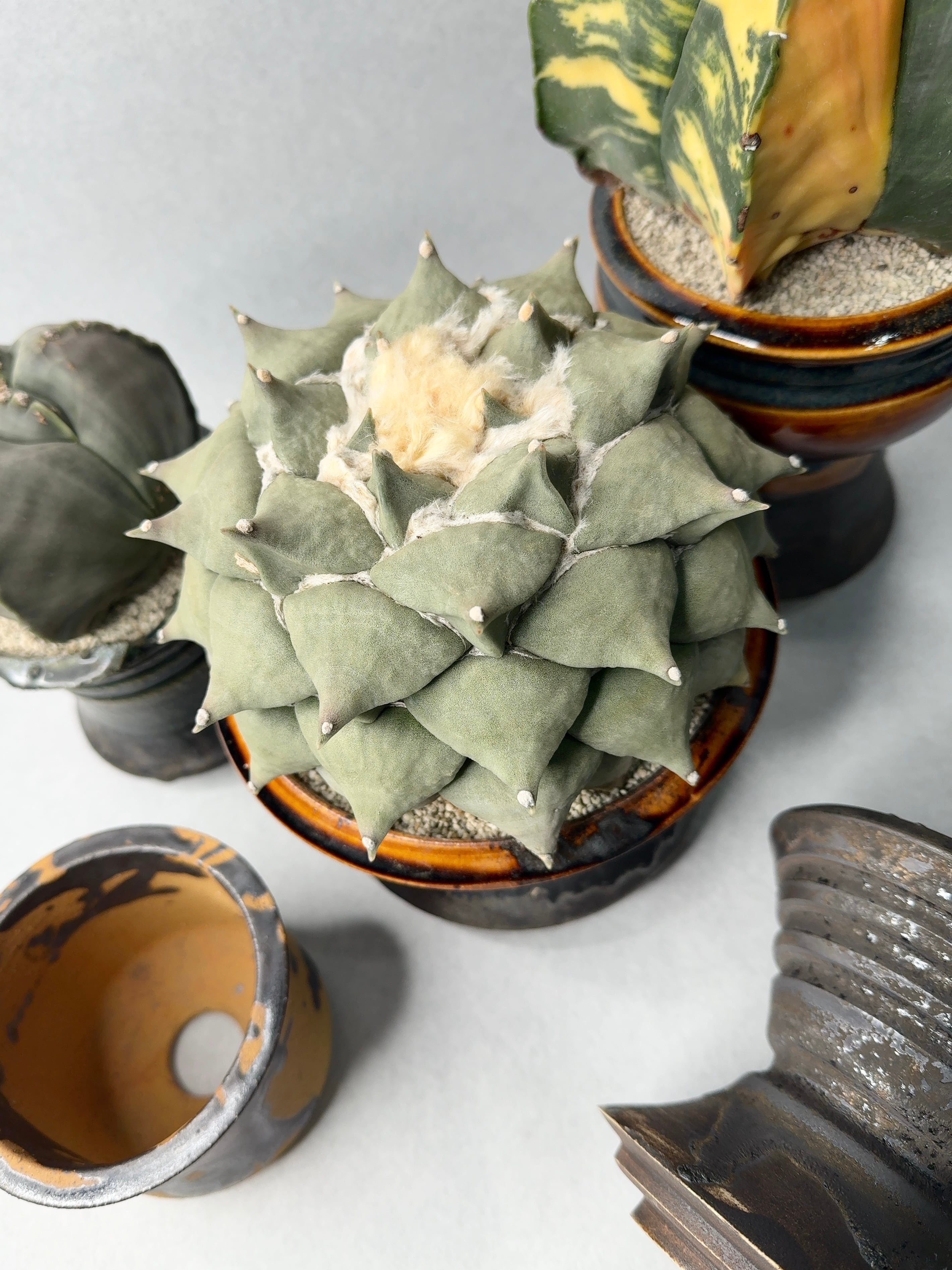 アリオカルプス・花牡丹 | trigger