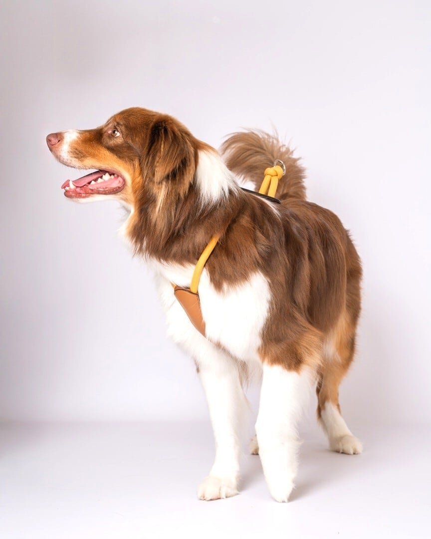 XLサイズ」エッセンシャルハーネス【HOZI】 | HOZI(ホジ)