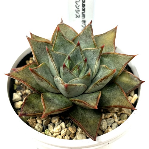 ♀Purpusorum ホワイトフォーム× ♂トバレンシス【519】