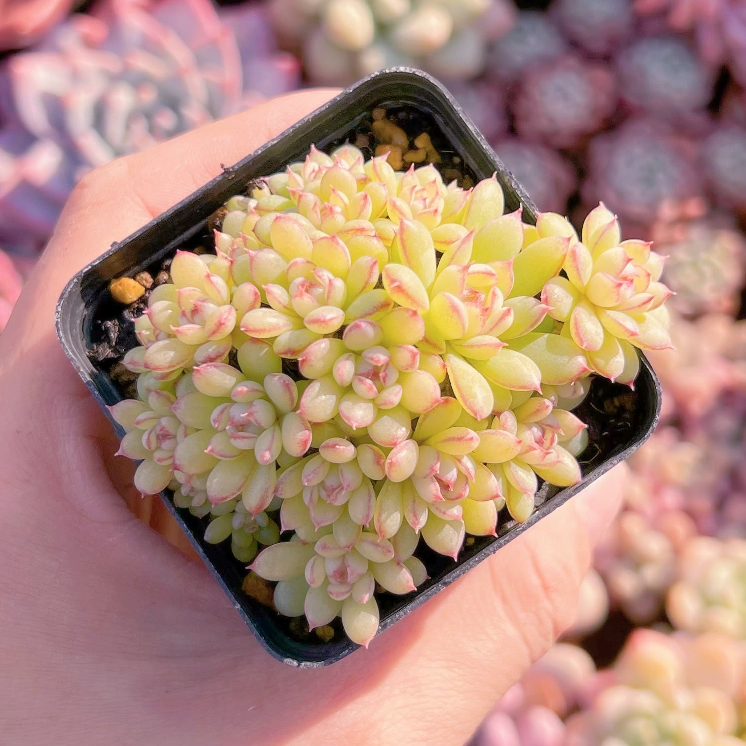 現品　虞姬#882    古株   るる農園