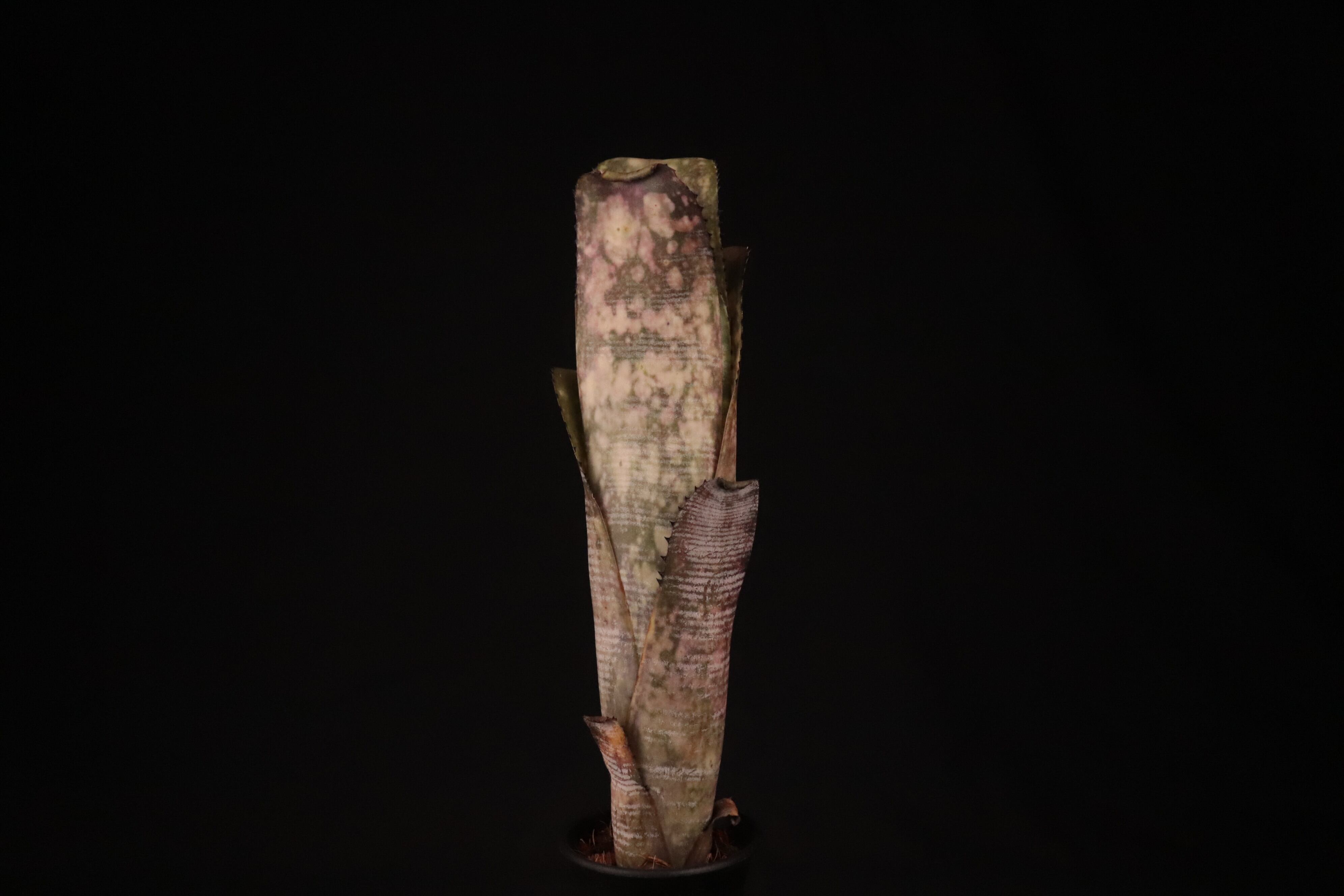 美株です！タンクブロメリア　ビルベルギア　『Kolan Mable Shark』 送料無料】Billbergia 'Kolan Mable Shark'〔ビルベルギア〕現品発送