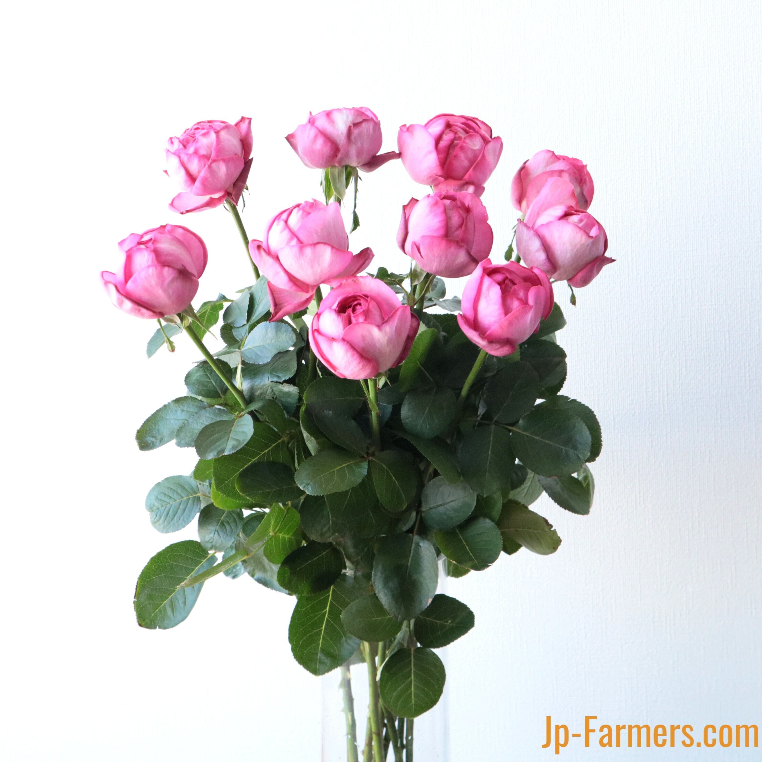 Fujiwara農園 イブピアッチェ 10本 ”ﾀﾞﾏｽｸの芳香が魅力のﾛｰｽﾞﾋﾟﾝｸ大輪