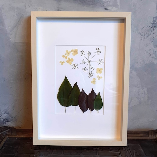 botanical art from my garden【001】