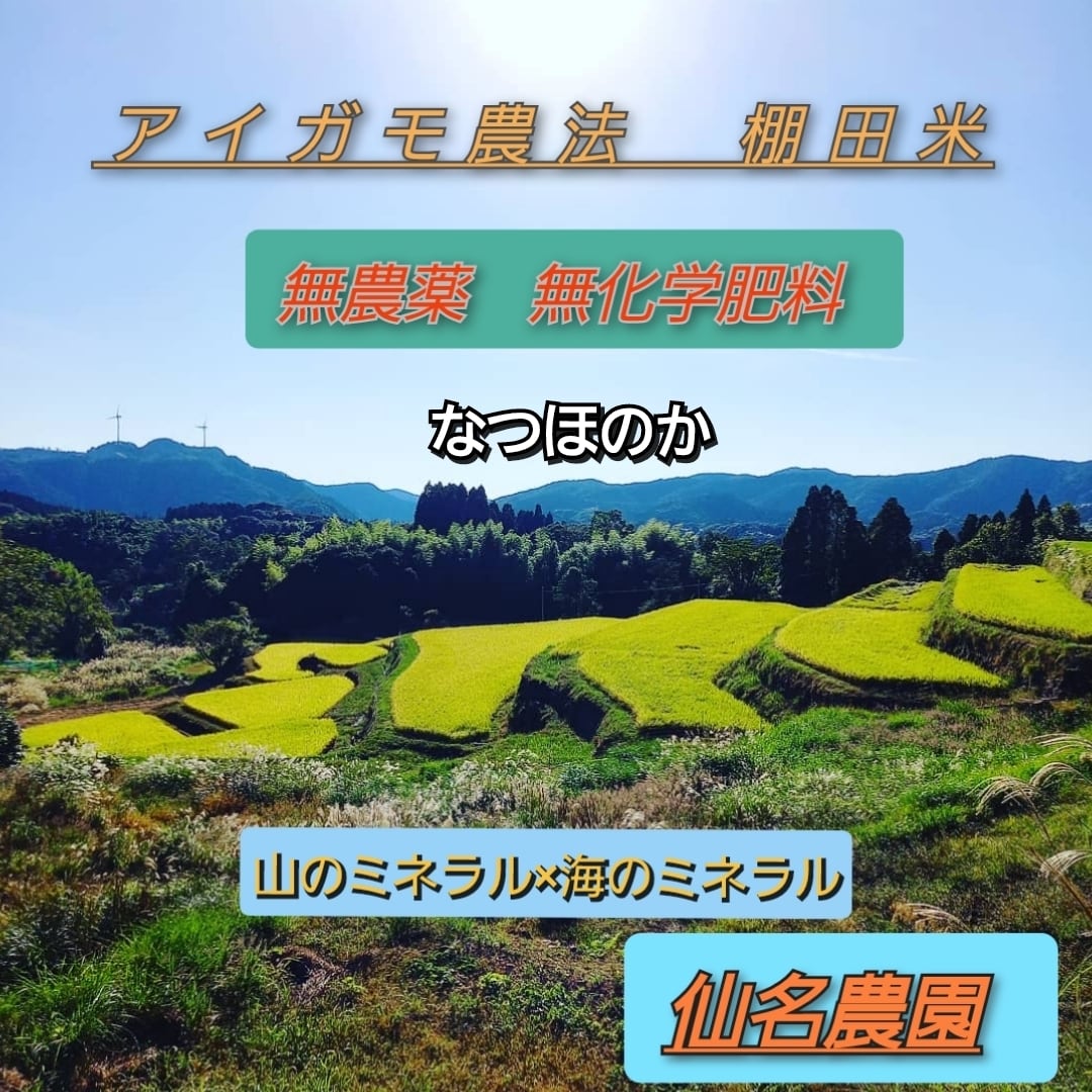 令和5年度産 新米 無農薬玄米 長崎県産なつほのか玄米 - 米