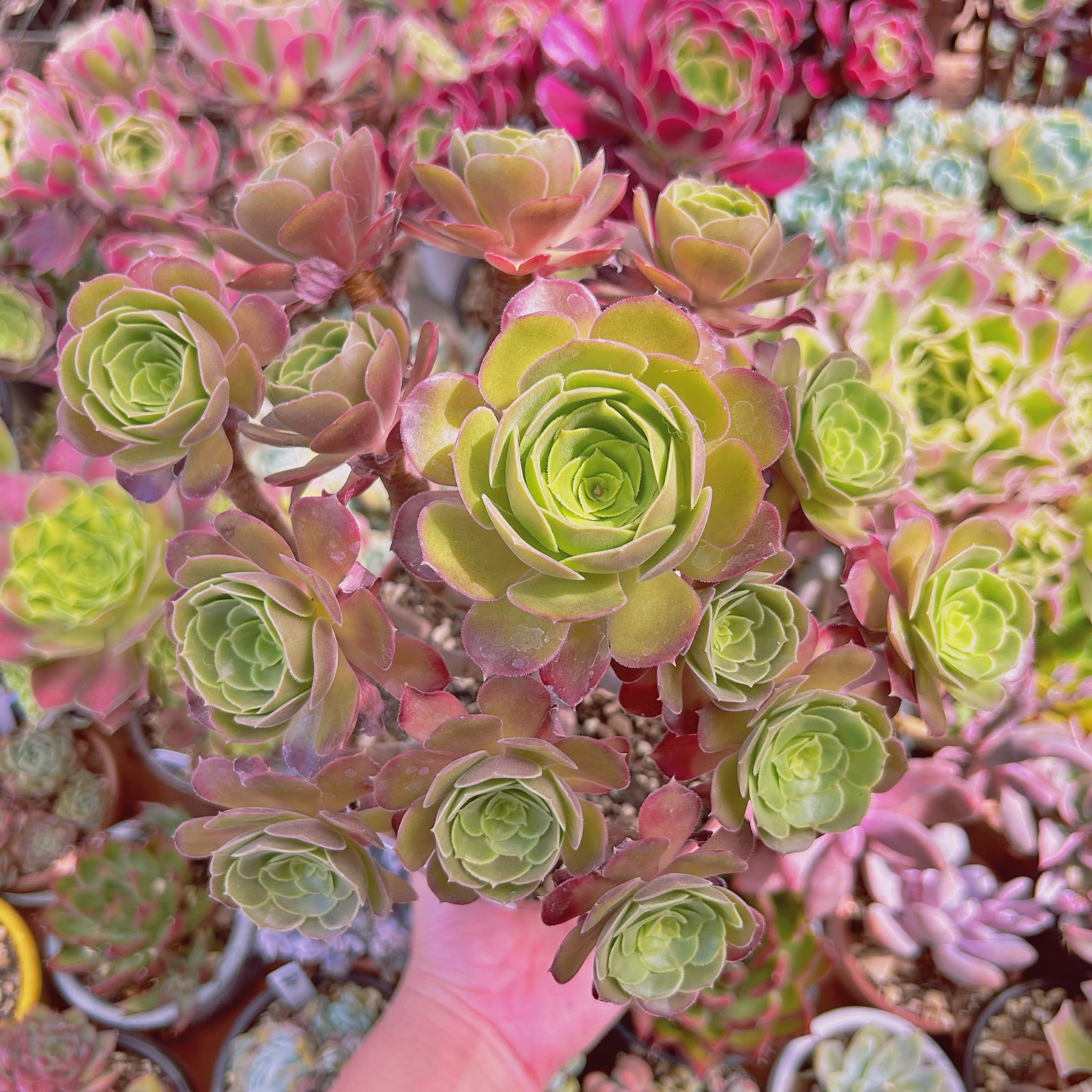 #2186現物　多肉植物　ローズ法師　特大　抜き苗