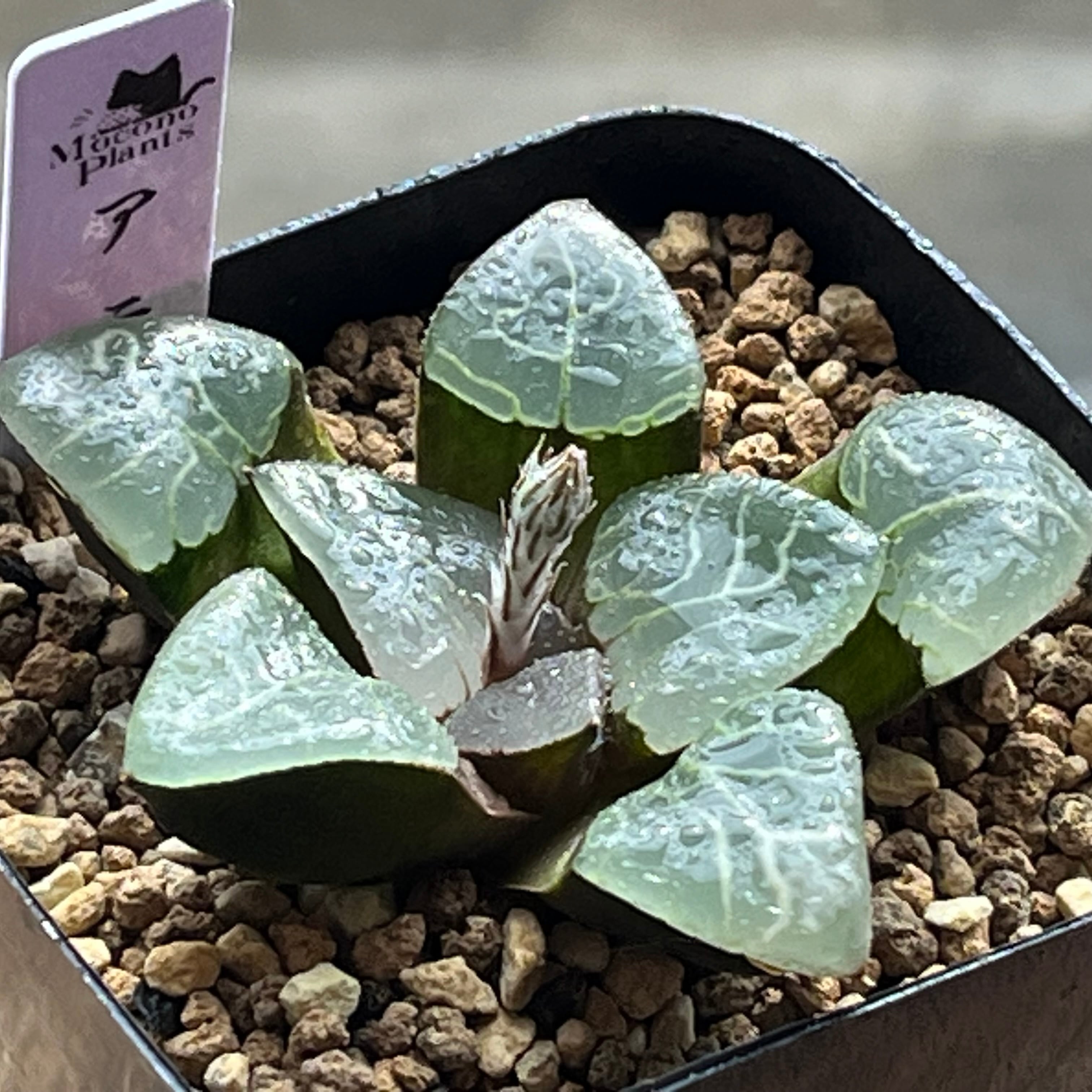 ハオルチア 三仙寿錦 | mocono_plants