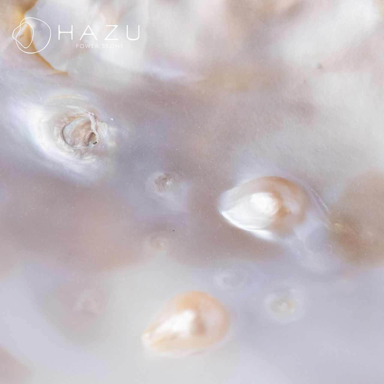 天然シェルのお皿