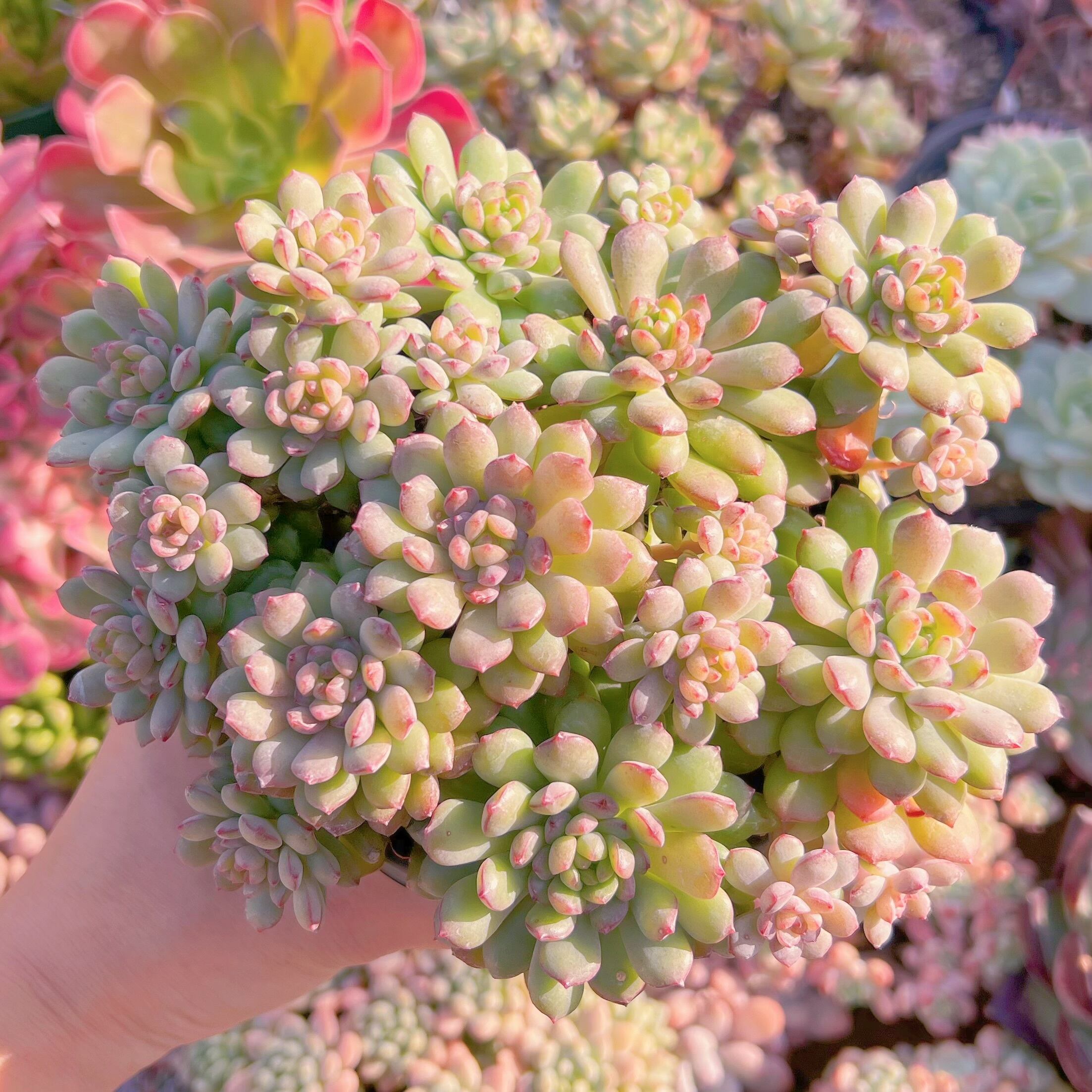 現品　王妃美尼晃#060    大群生　新入荷